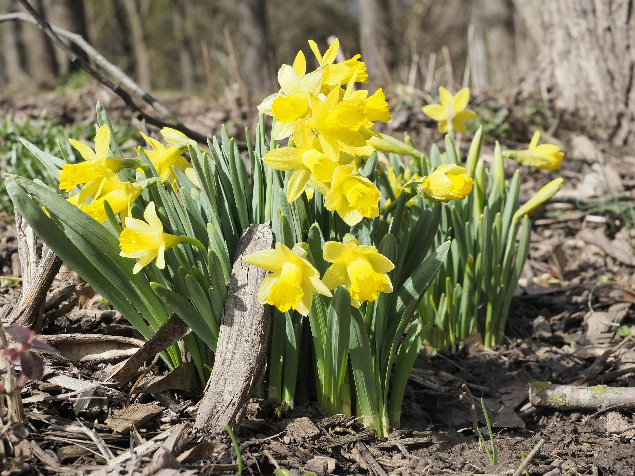 Daffodils represent new beginnings, and unparalleled joy.