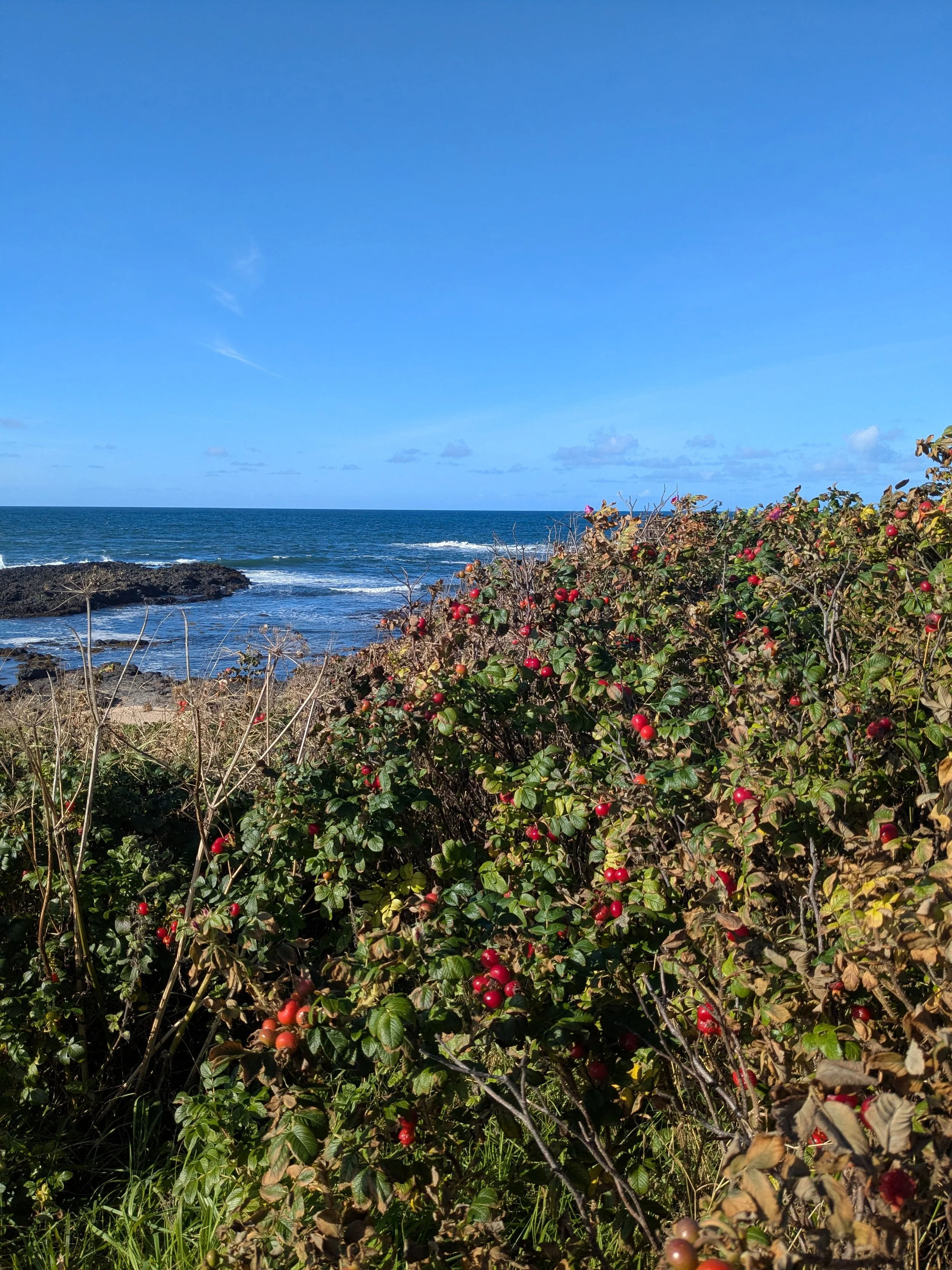 September 2026, Portballintrae