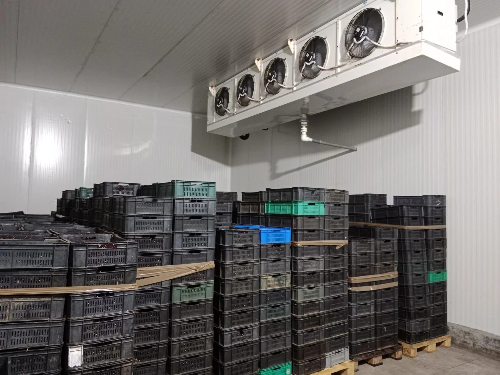 Stacked plastic crates on wooden pallets inside a cold storage room with cooling fans above.