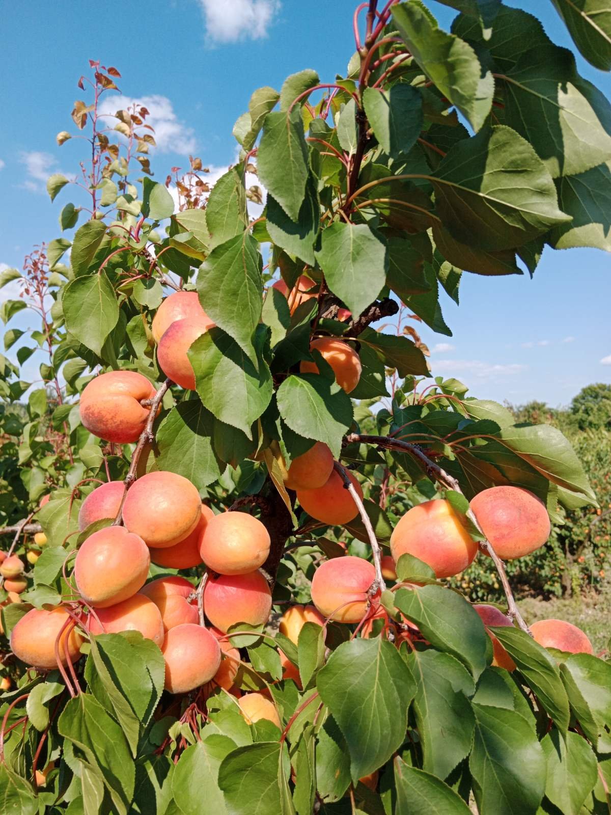Apricot tree with ripe fruits and green leaves under a blue sky