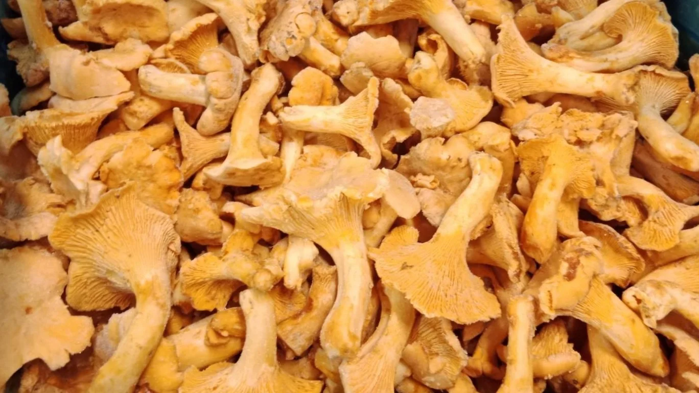 A pile of fresh chanterelle mushrooms in a blue container.