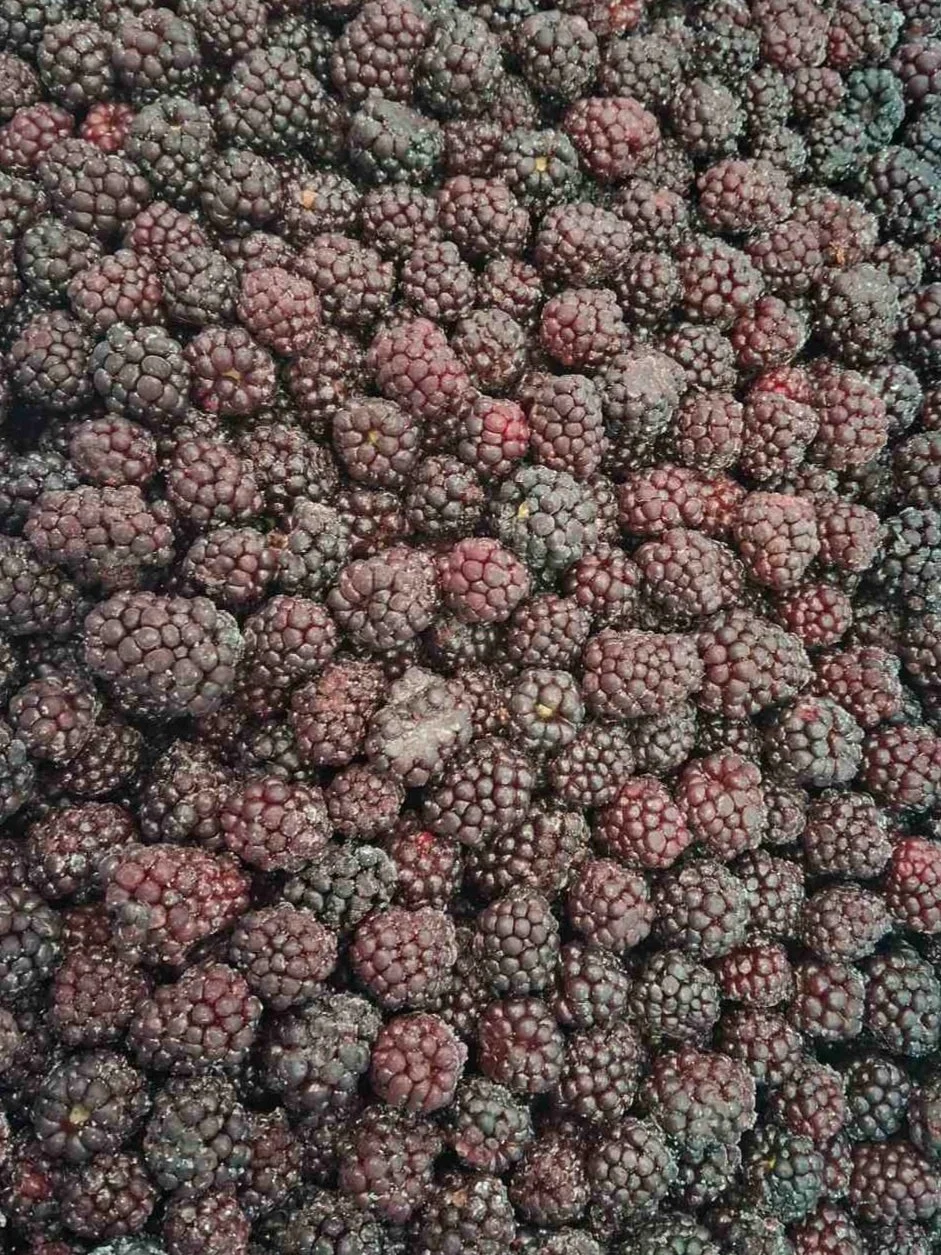 A large collection of blackberries piled together.