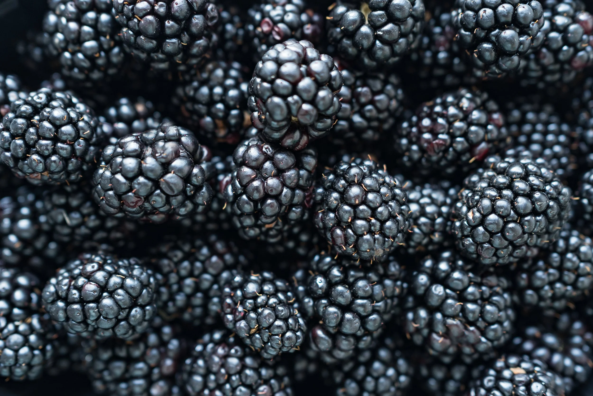 Close-up of ripe blackberries with shiny, dark purple-black skin