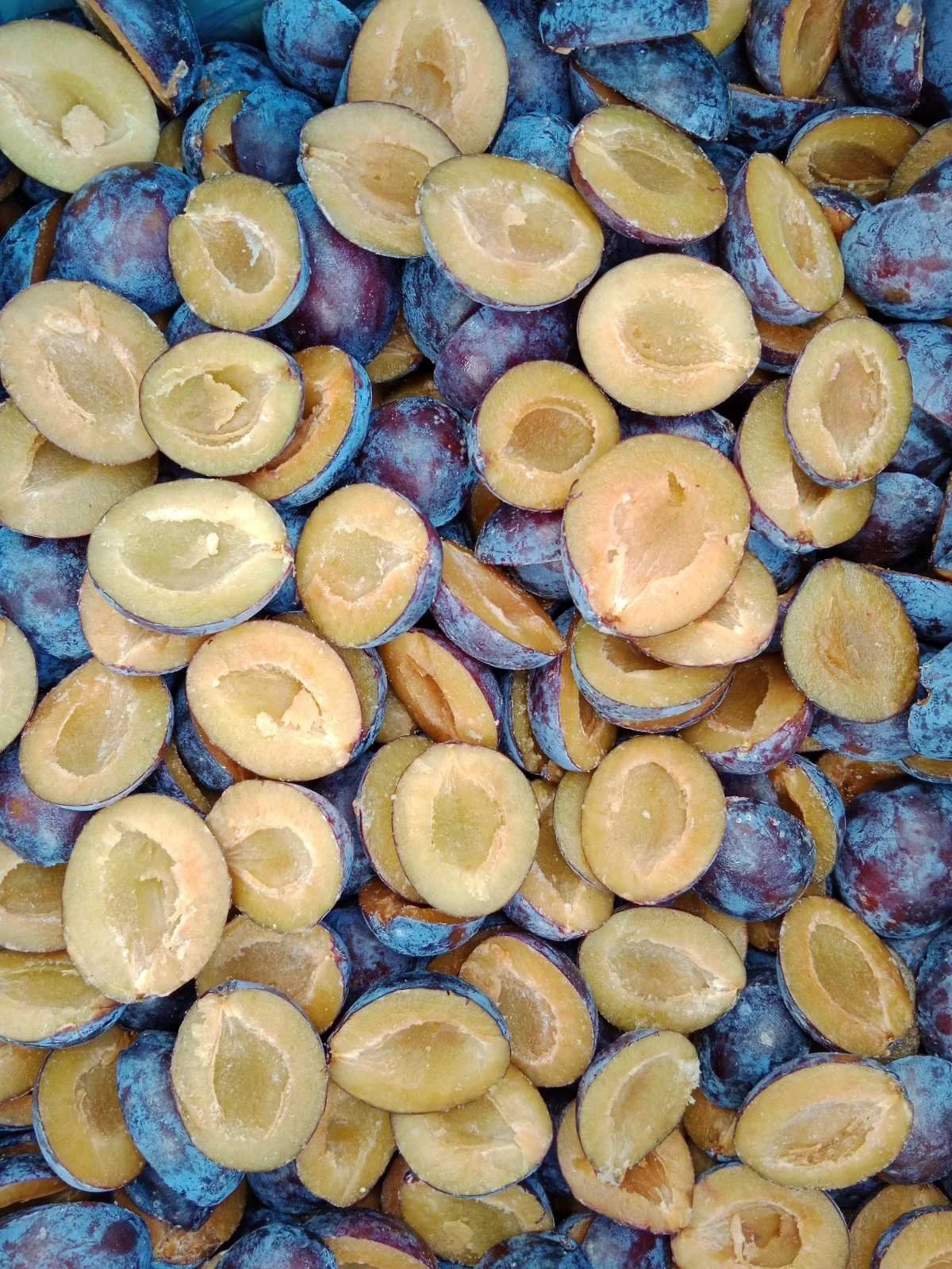 Halved plums with blue skins and yellow flesh