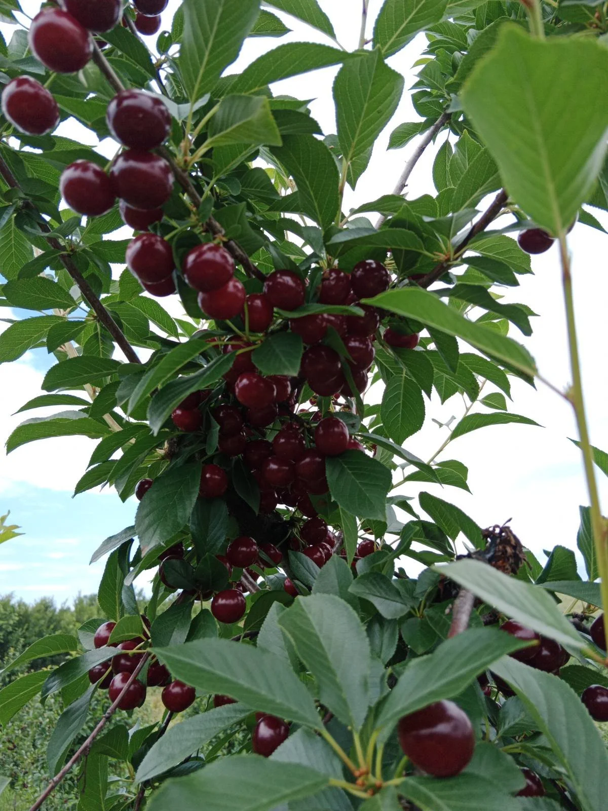 Branch with ripe red cherries and green leaves