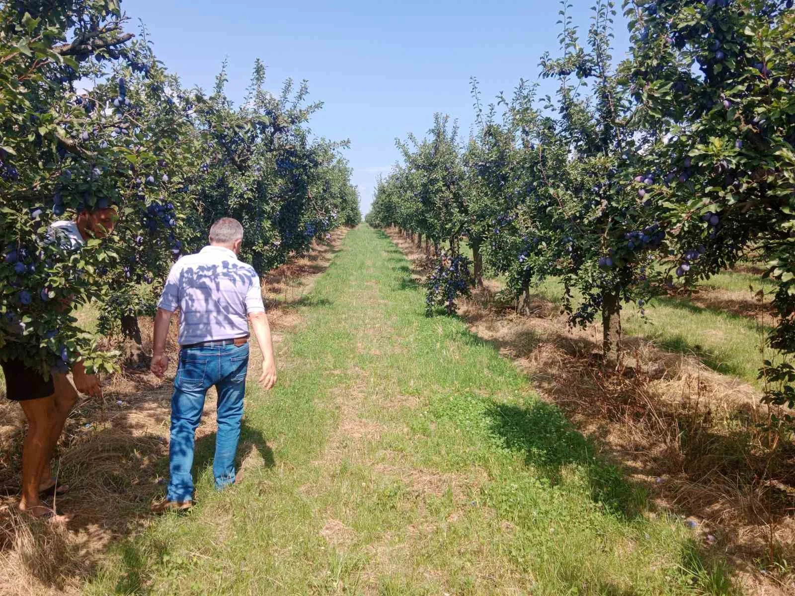 Two men walking through a plum orchard with rows of trees on a sunny day.