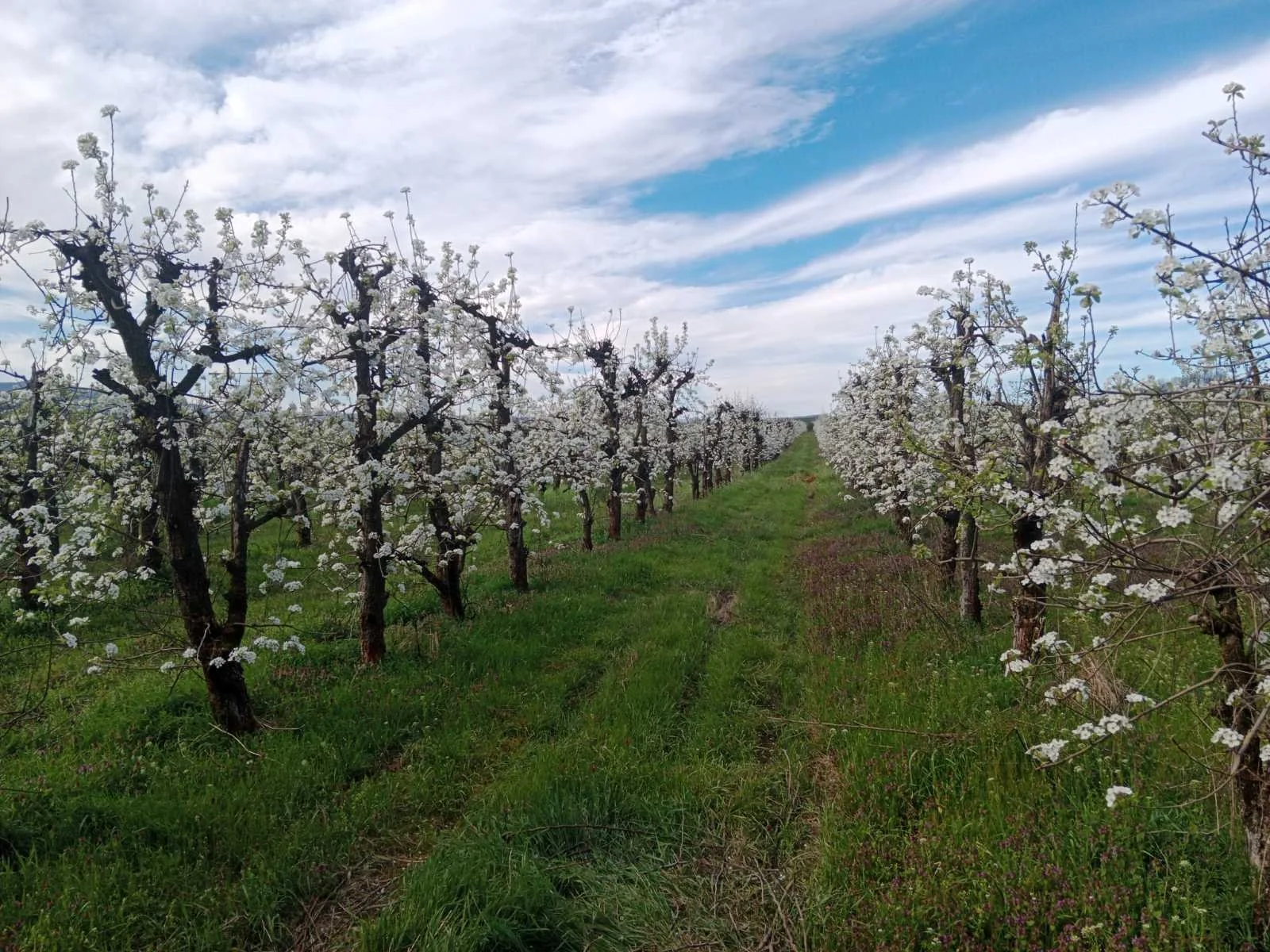 Blooming orchard with rows of trees under a blue sky.