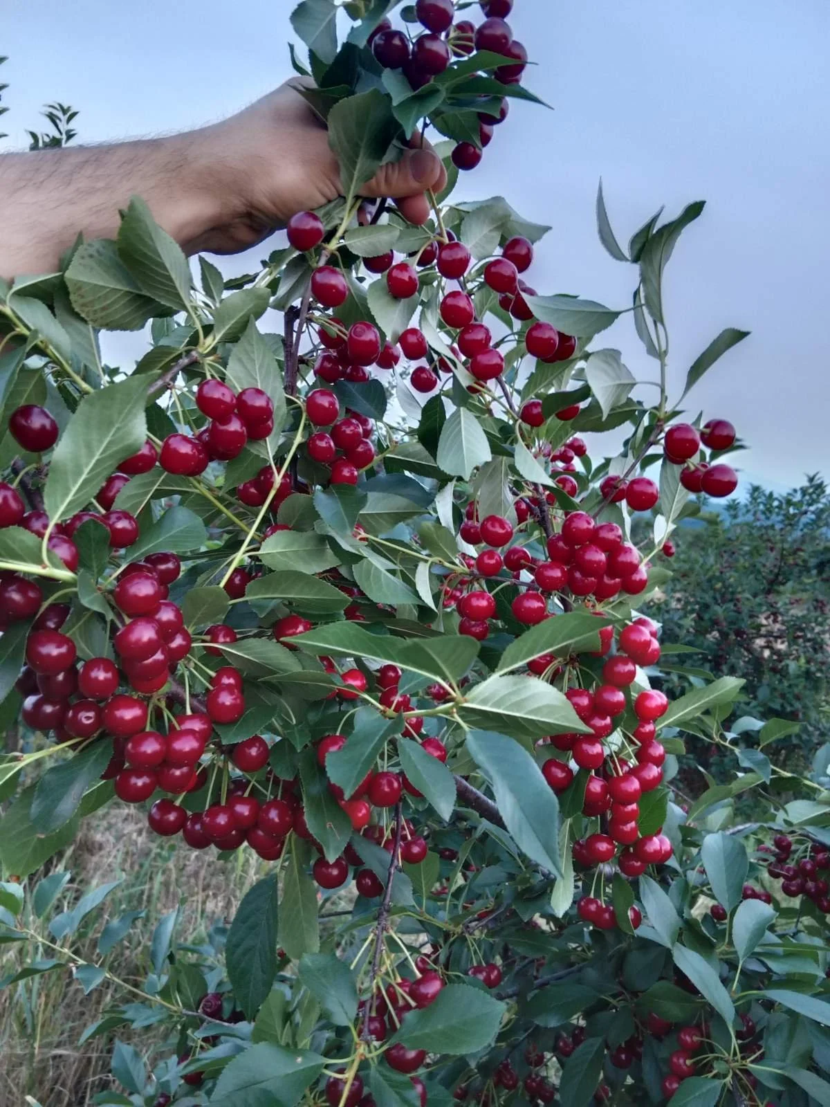 Person holding branch with ripe cherries in orchard