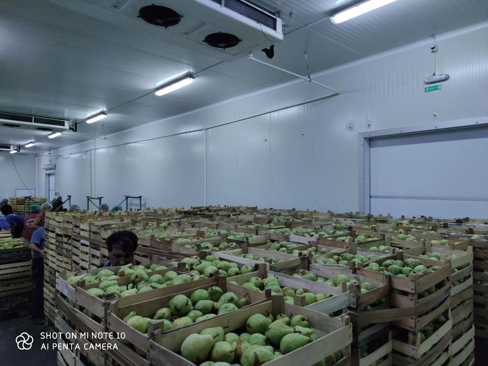 Indoor warehouse with wooden crates full of green pears, workers sorting and packing.
