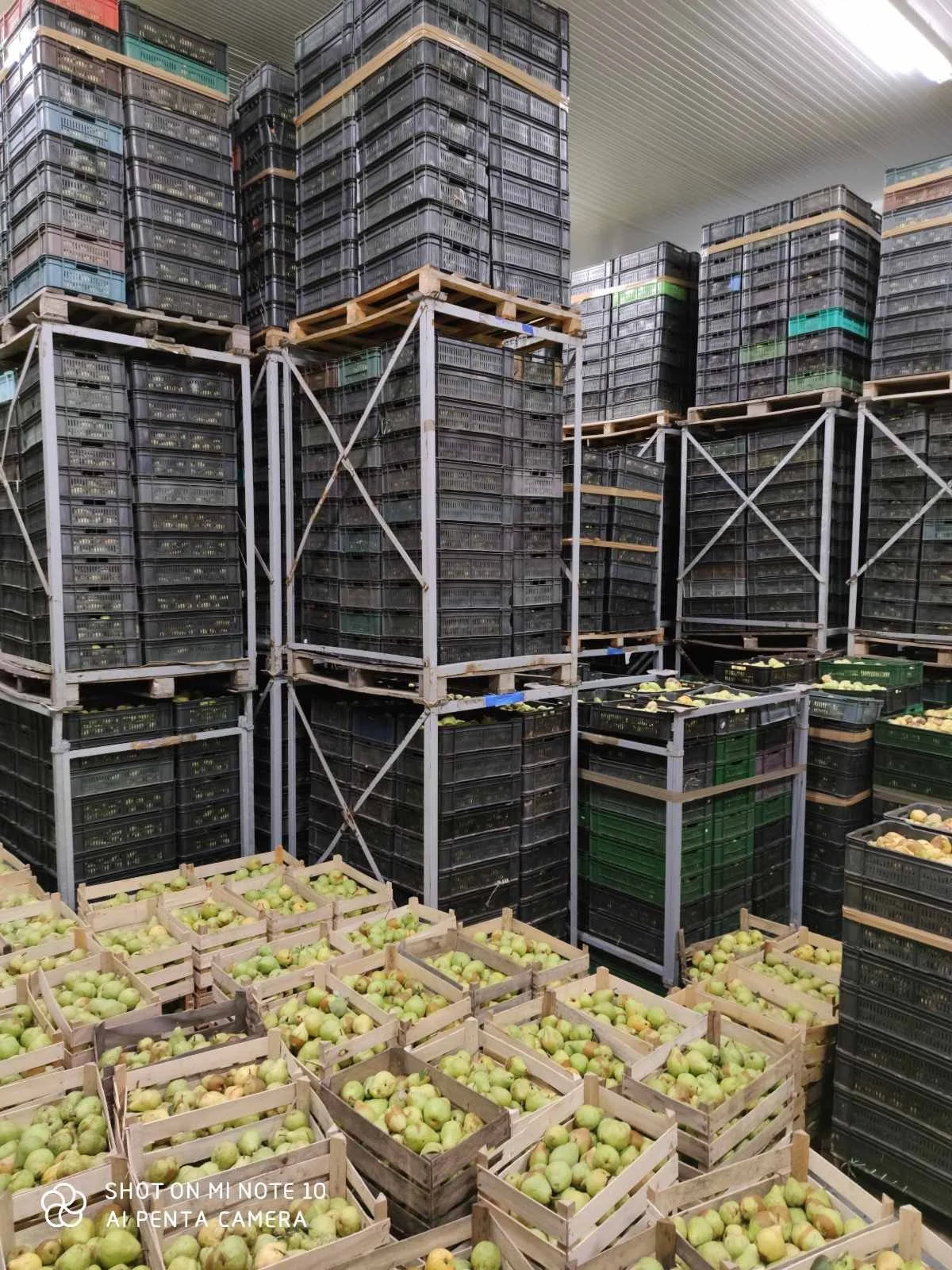 Warehouse stacked with crates of pears.