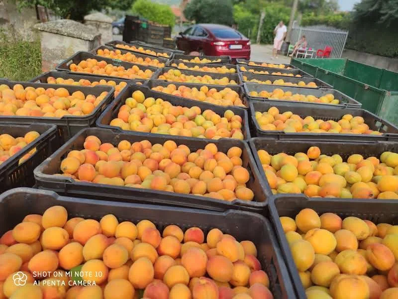 Multiple crates filled with ripe apricots on a street.