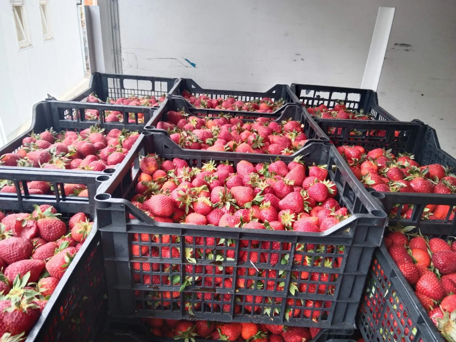 Crates filled with fresh strawberries