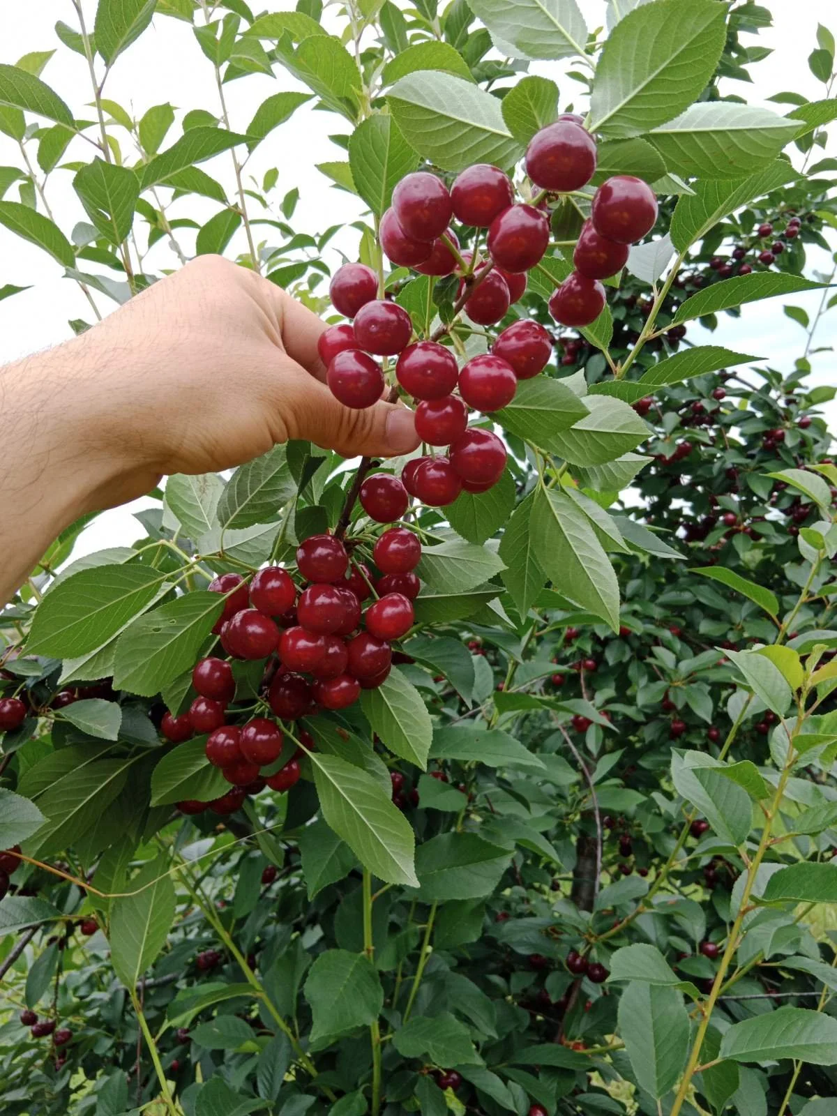Hand holding a cluster of ripe red cherries on a tree with green leaves.