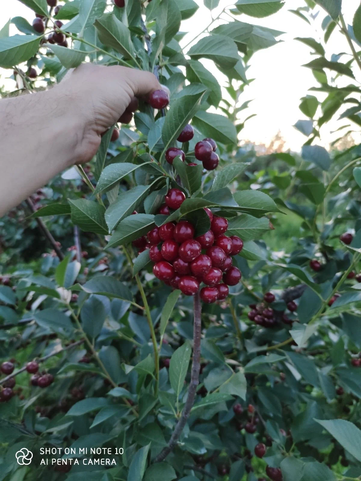 Hand picking red cherries from a cherry tree branch with green leaves.