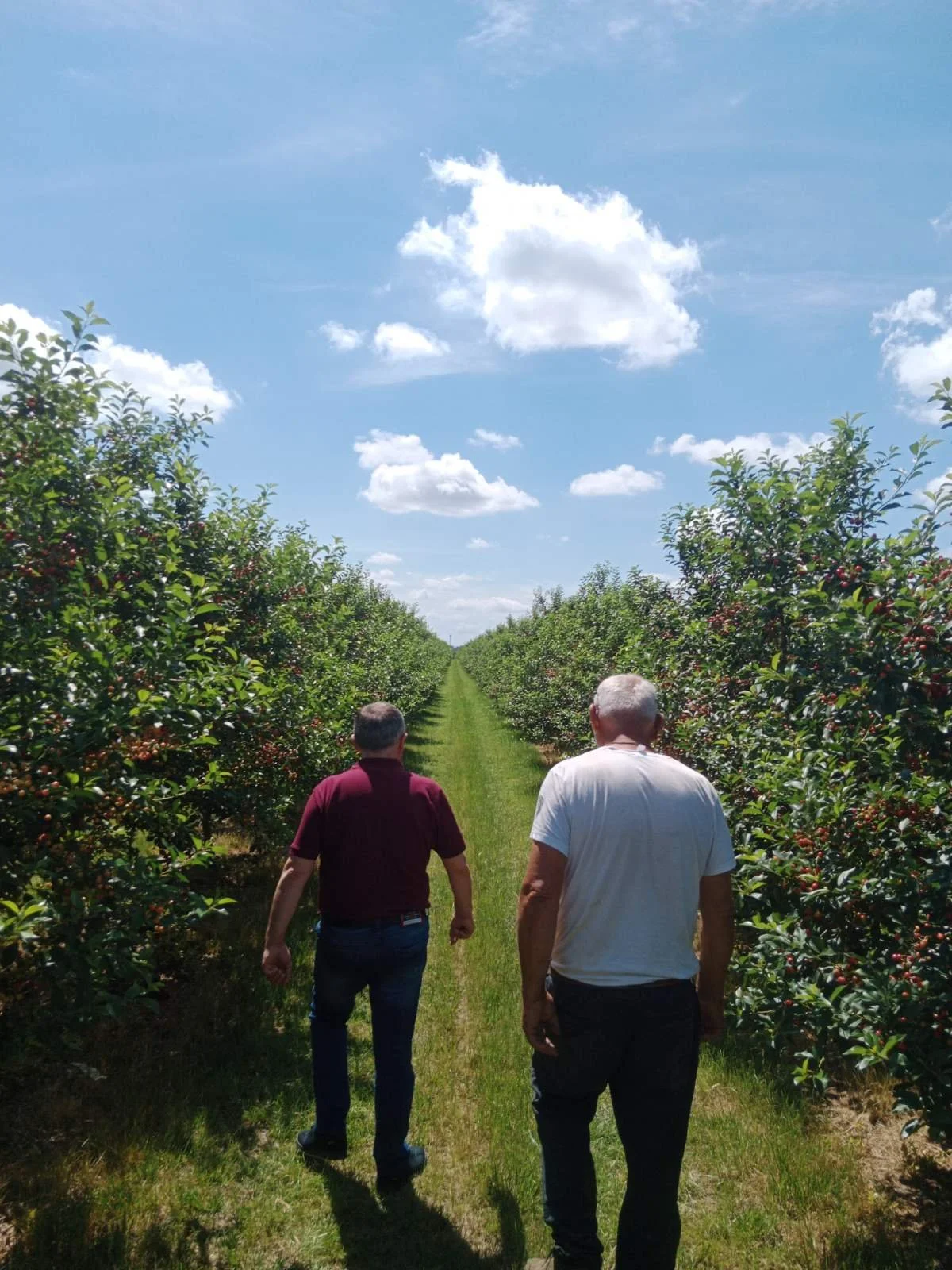 Two men walking in a cherry orchard on a sunny day