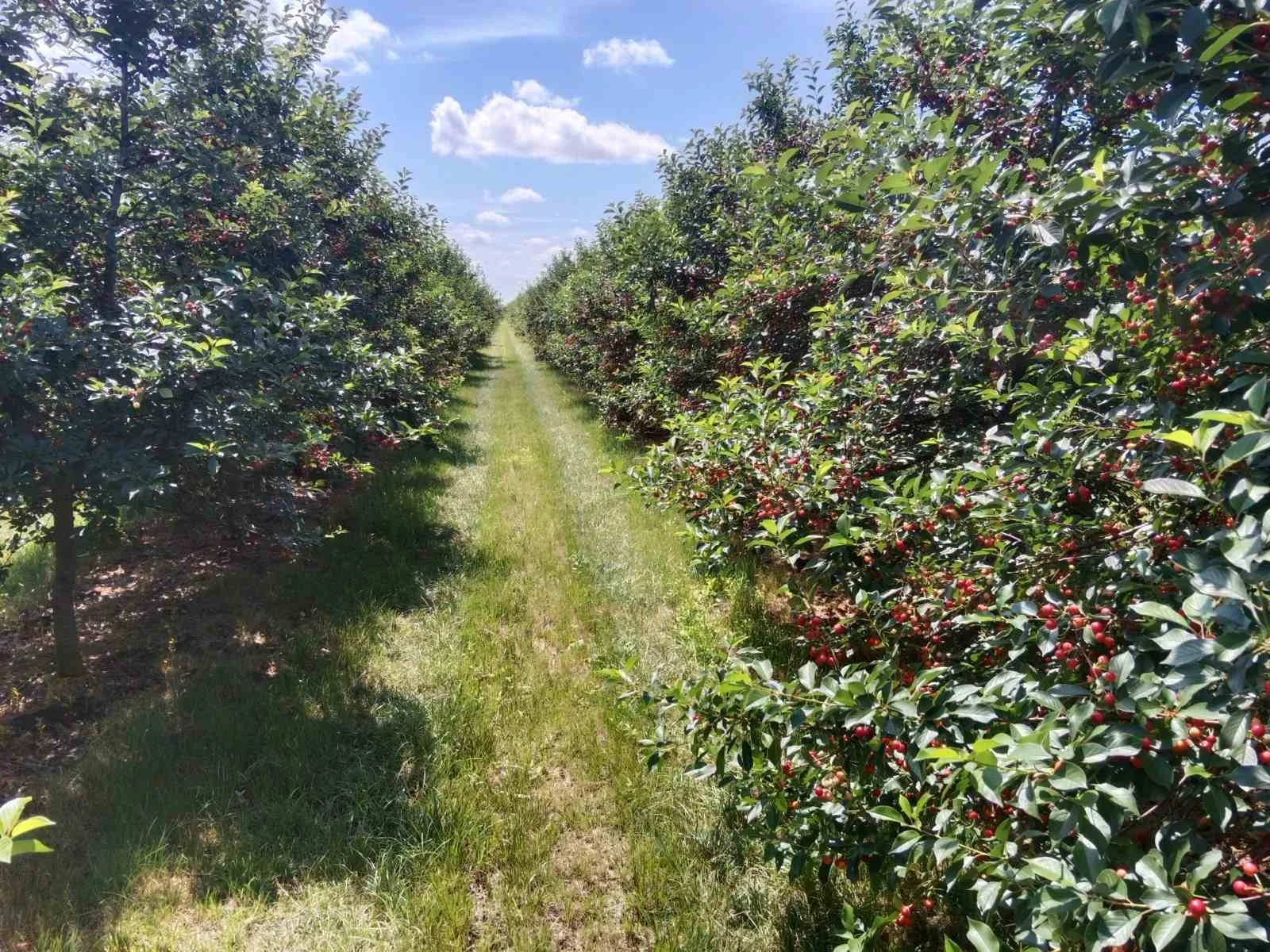 Cherry orchard with green grass path and blue sky