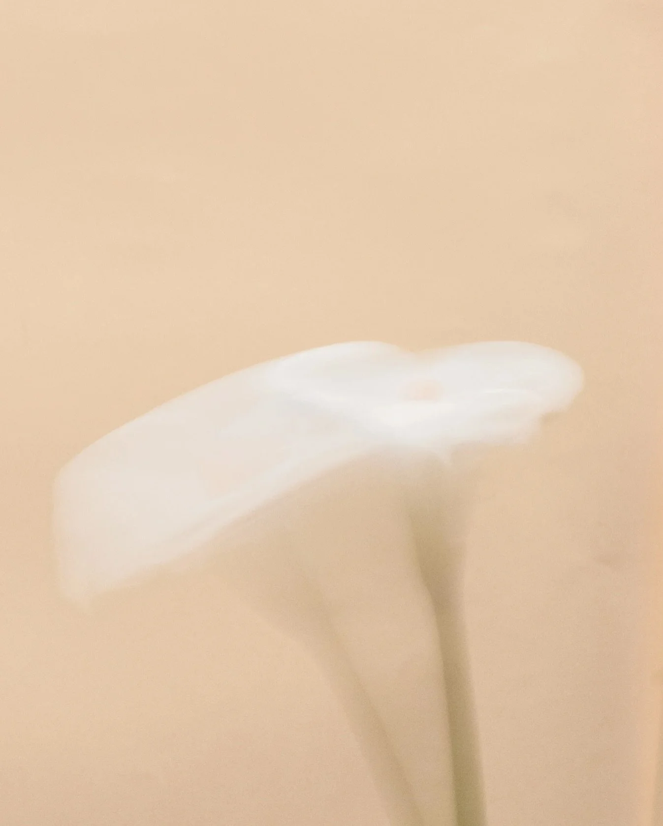 let your dreams bloom