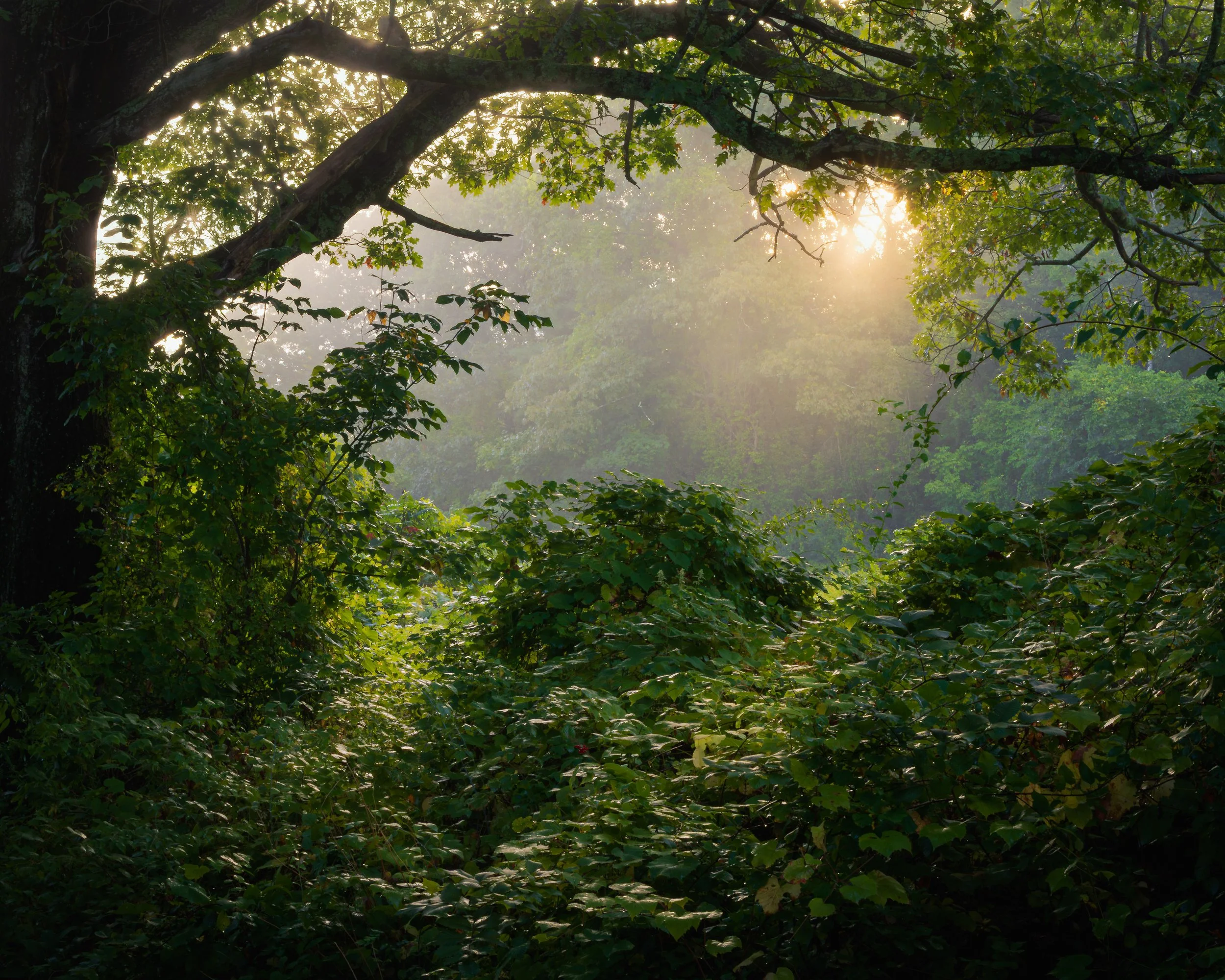 Sunlight shining through trees and dense green foliage in a forest