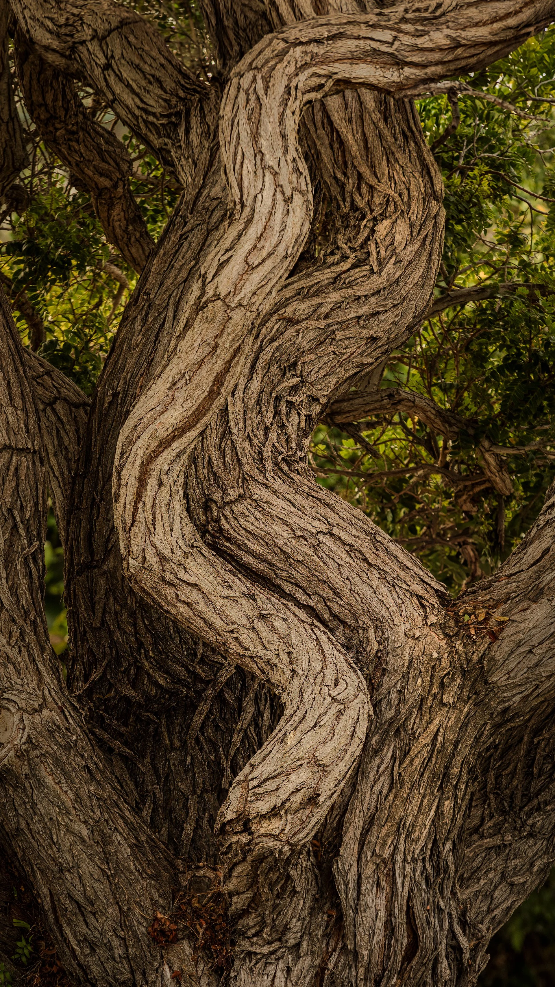 The 5 Foundations of Real Health