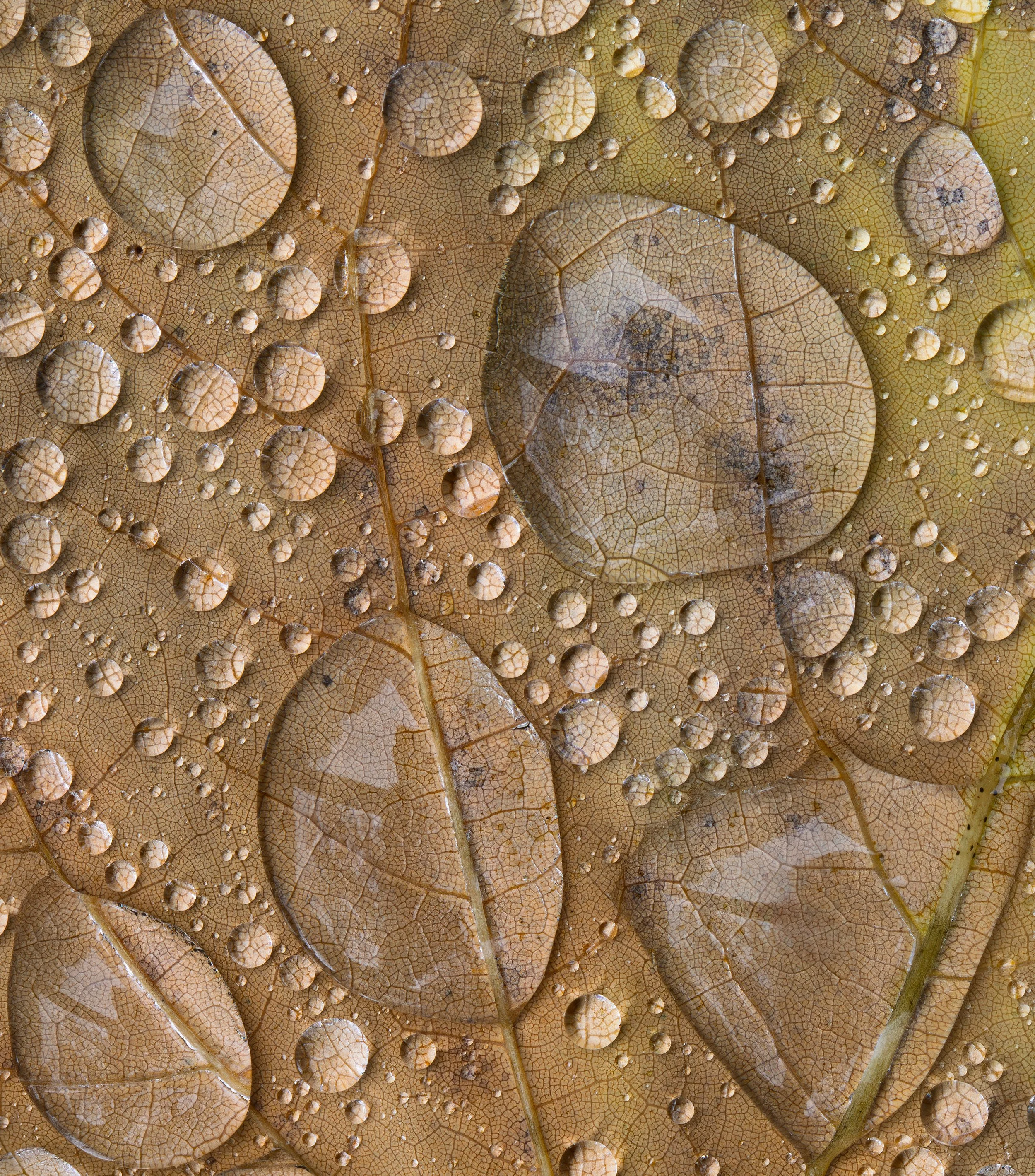 Close-up of dried leaves covered with water droplets.