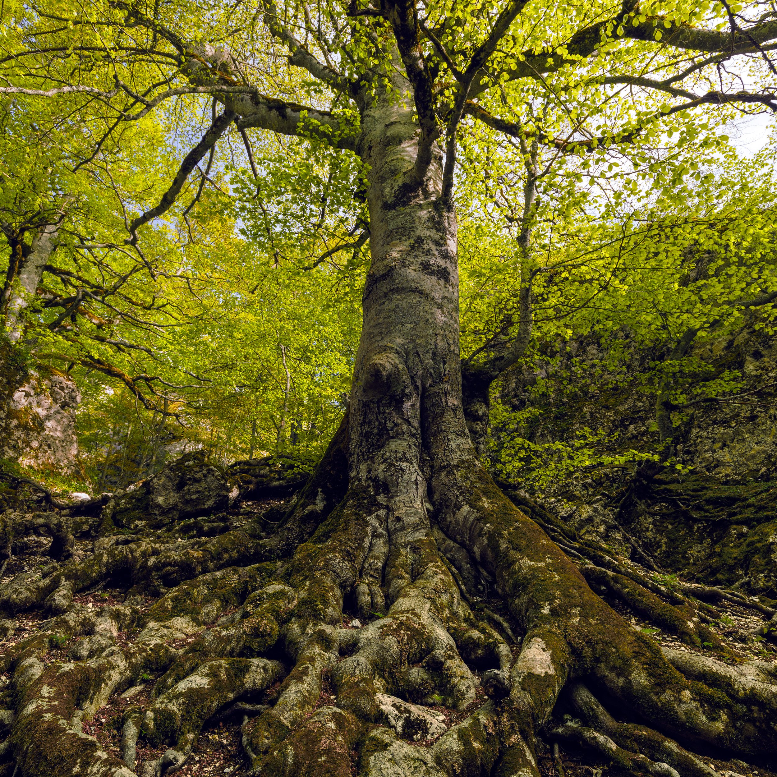 View of a tall tree with exposed roots in a forest, surrounded by green leaves and rocks.
