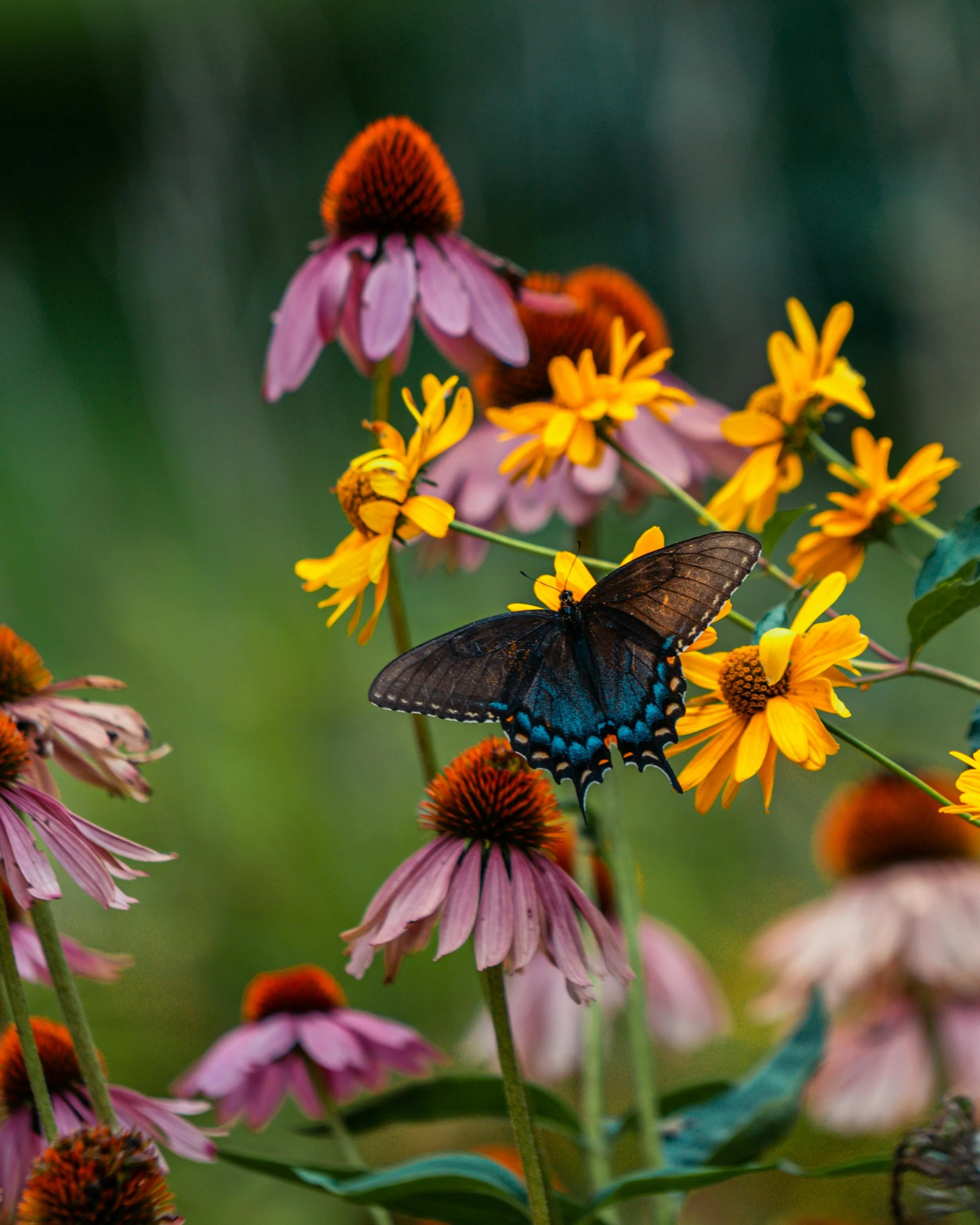 A black and blue butterfly on yellow flowers, with pink coneflowers with orange centers in the background.