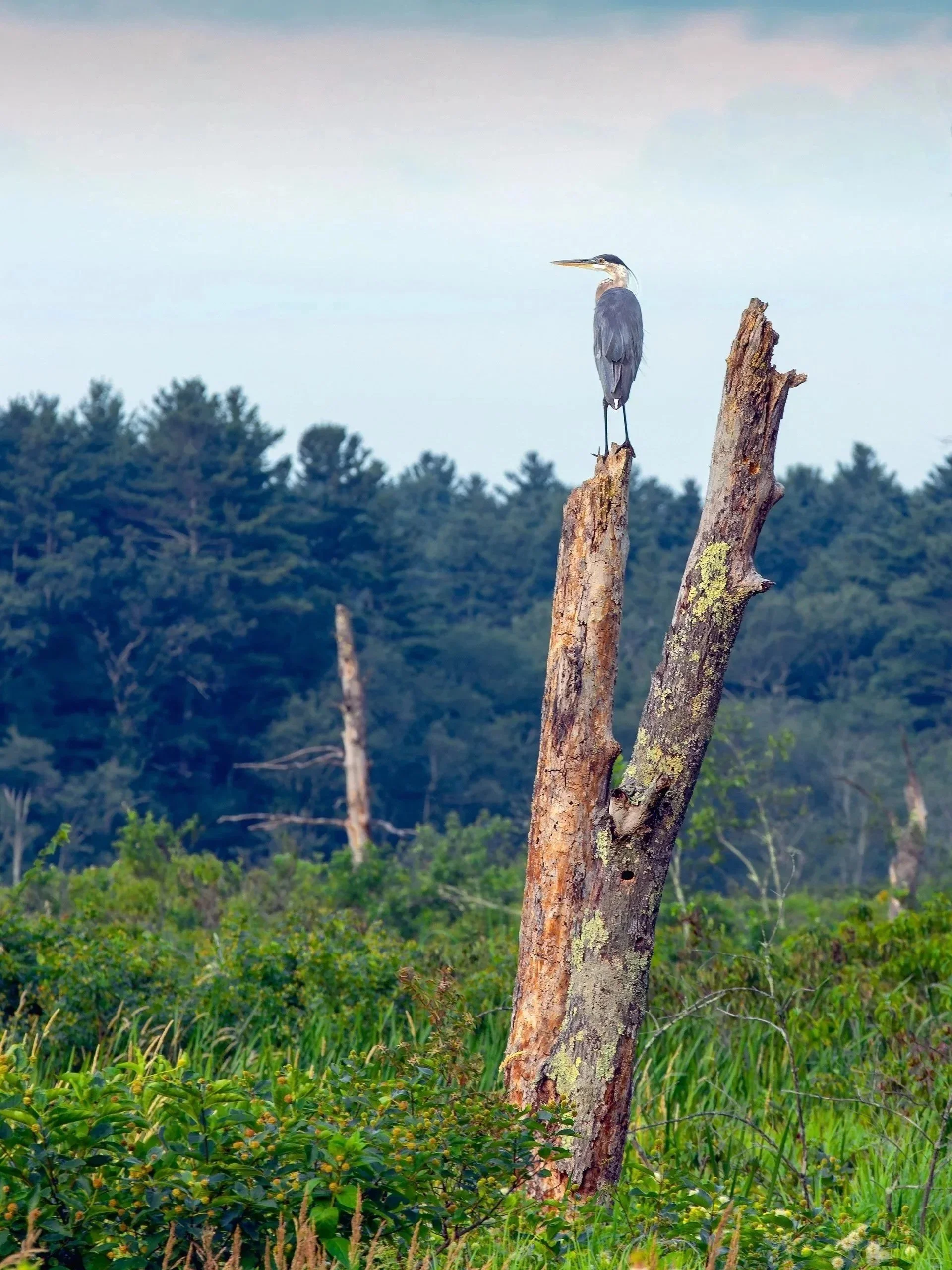 A heron perched on top of a weathered, broken tree trunk in a lush, green wetland area with trees in the background.