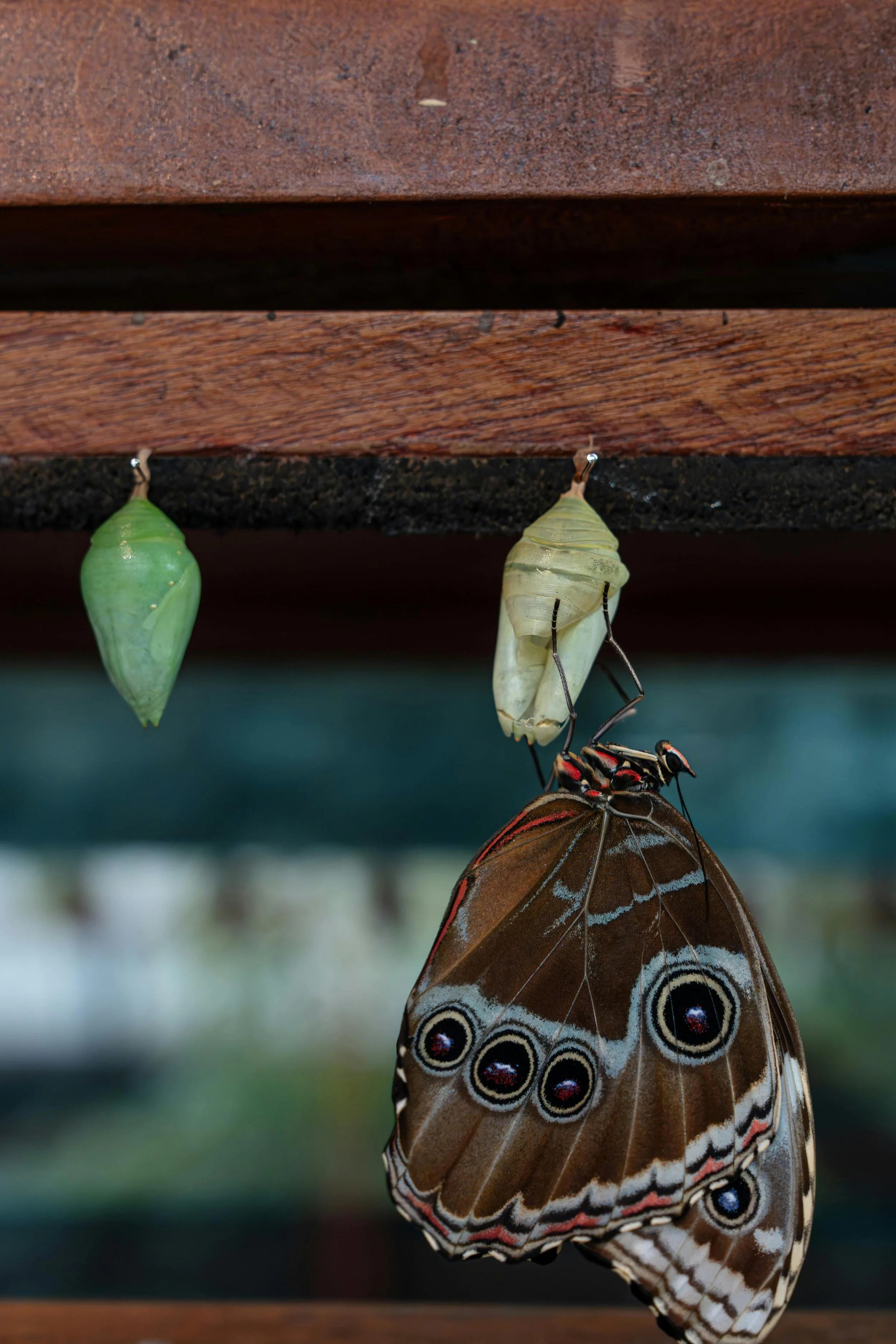 A butterfly emerging from a yellow chrysalis with a green chrysalis hanging nearby on a wooden surface.