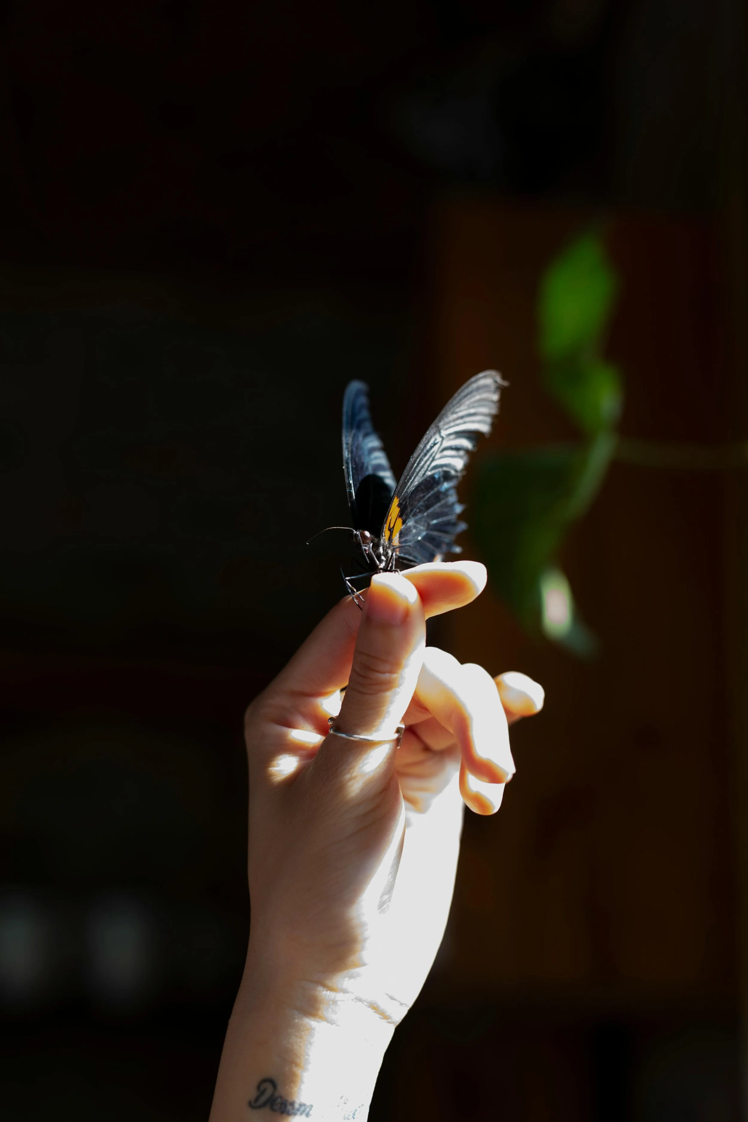 A person holding a black butterfly with yellow markings on its wings, with a dark background and a blurred green leaf in the distance.