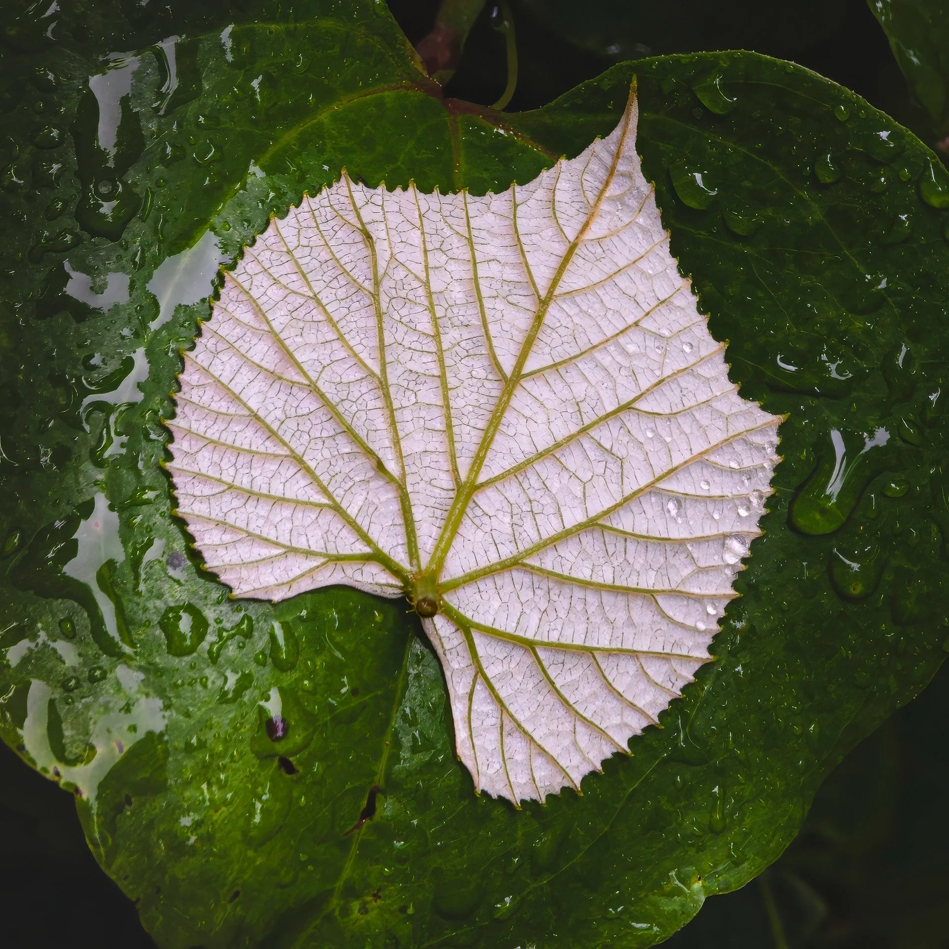 Close-up of a white leaf with visible veins and a slightly serrated edge, resting on green leaves with water droplets.