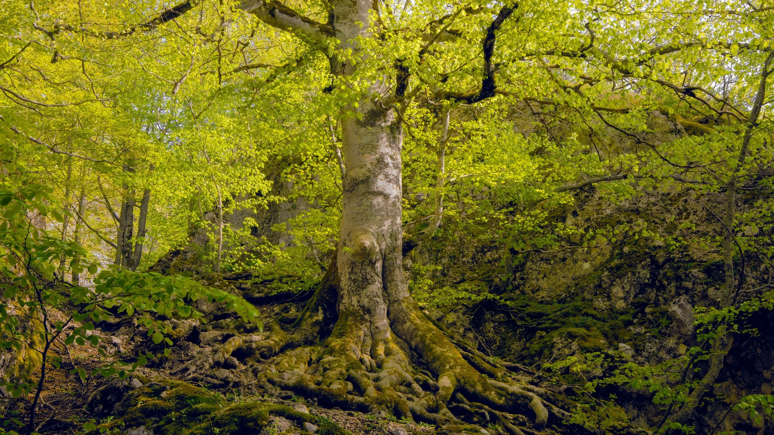 A lush green forest scene with a large tree in the foreground, showing brown and gray bark and exposed roots, surrounded by dense foliage and other trees.