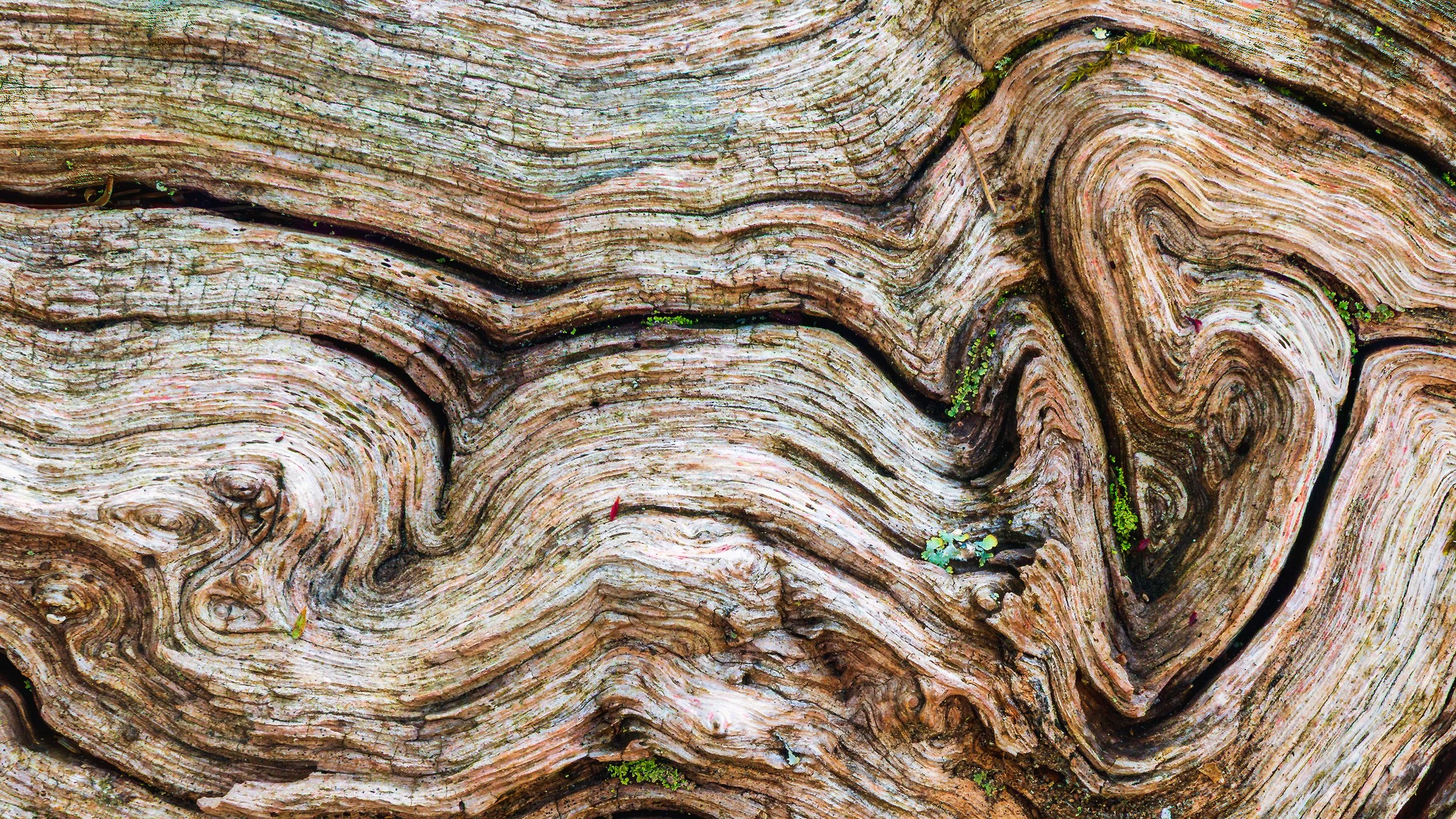 Close-up of a weathered, textured tree trunk with swirling grain patterns and small patches of moss.