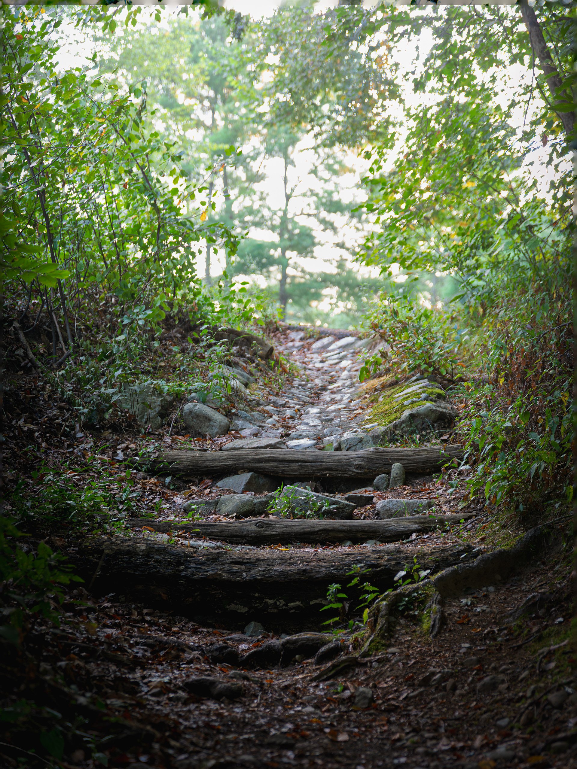 A dirt trail in a forest with wooden logs placed across it for steps, surrounded by green bushes and trees with sunlight filtering through the leaves.