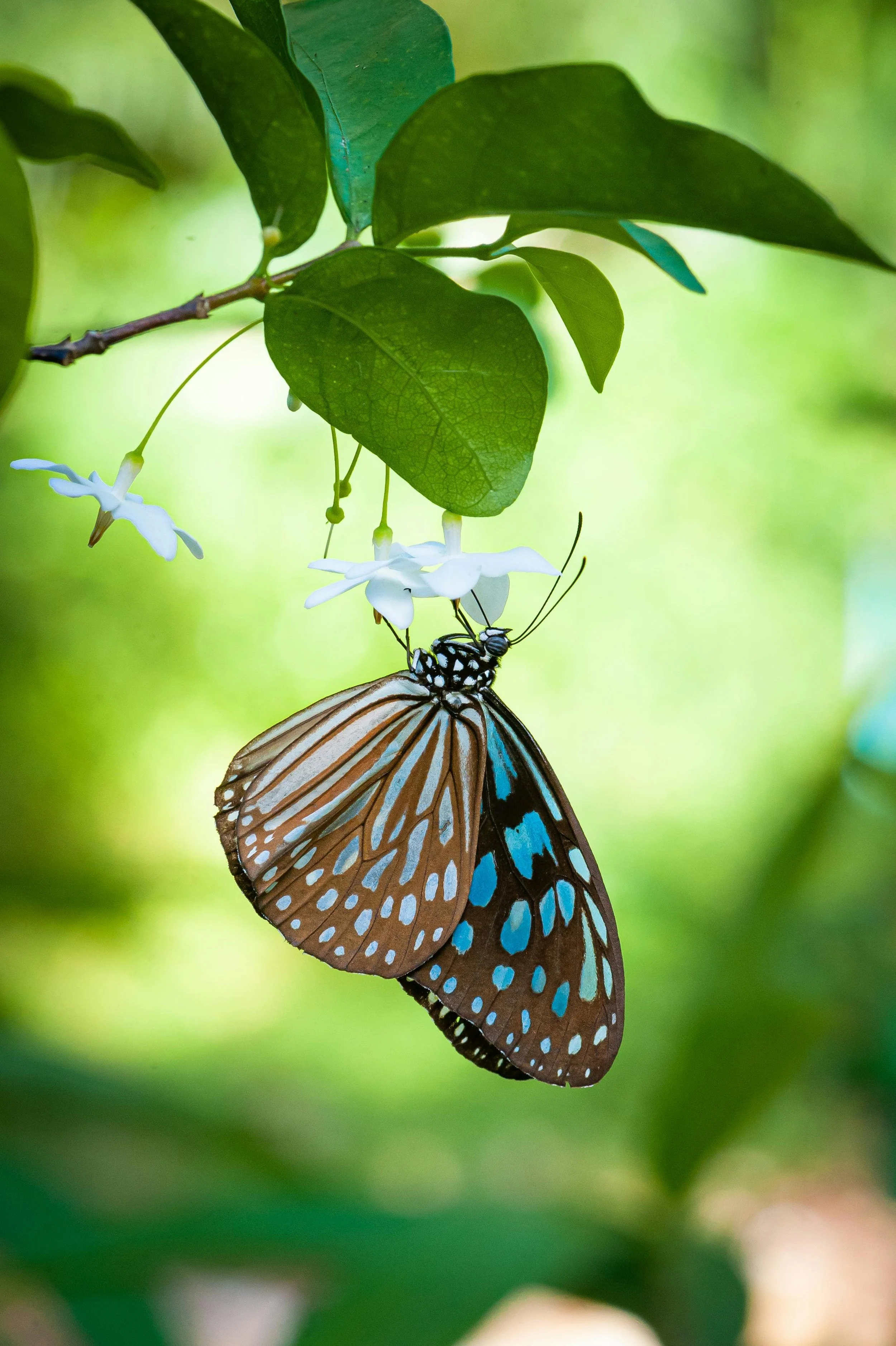 A butterfly with brown and blue patterned wings hanging from a white flower among green leaves.