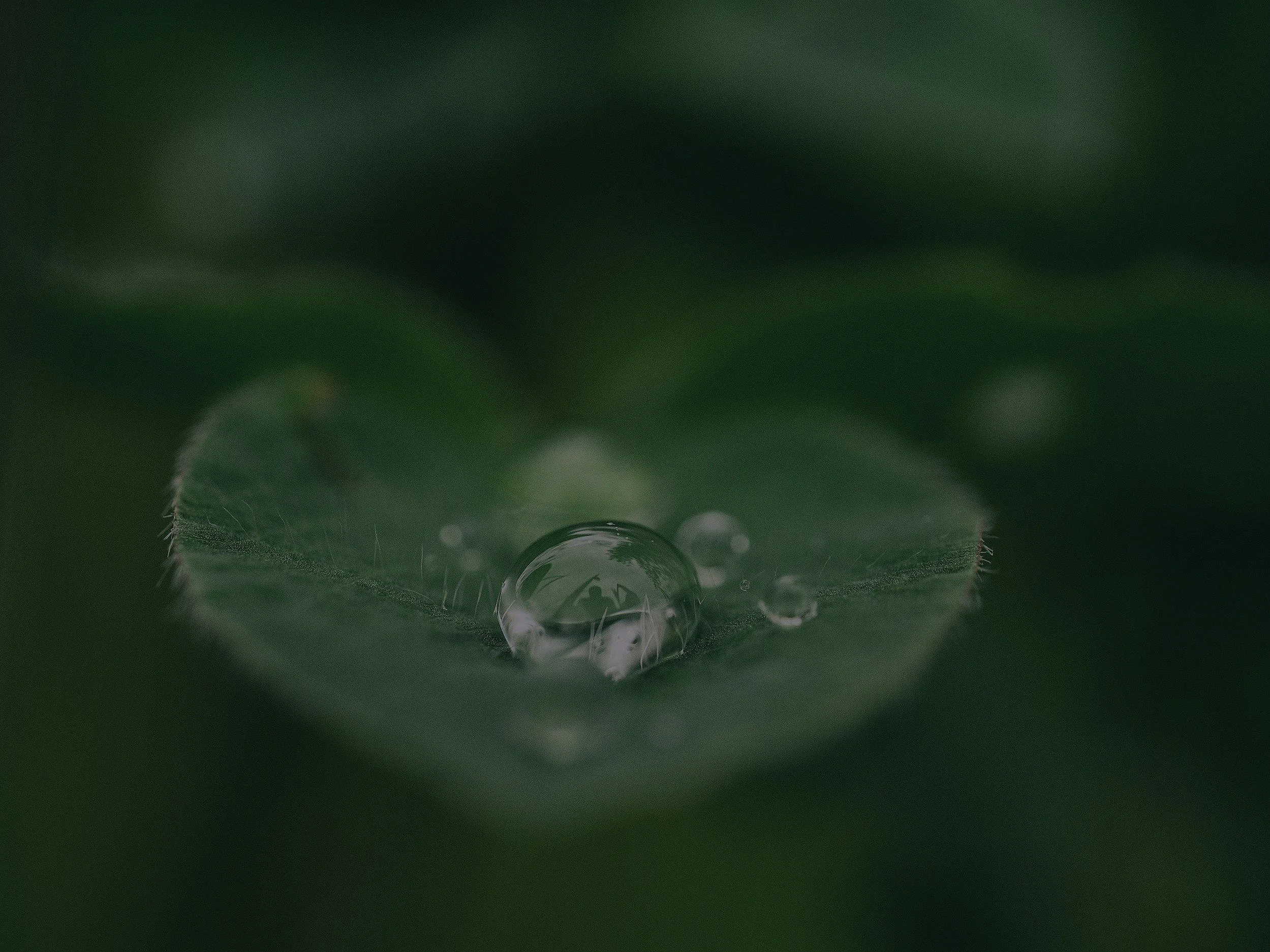 Close-up of a green leaf with a water droplet in the center and smaller droplets nearby.