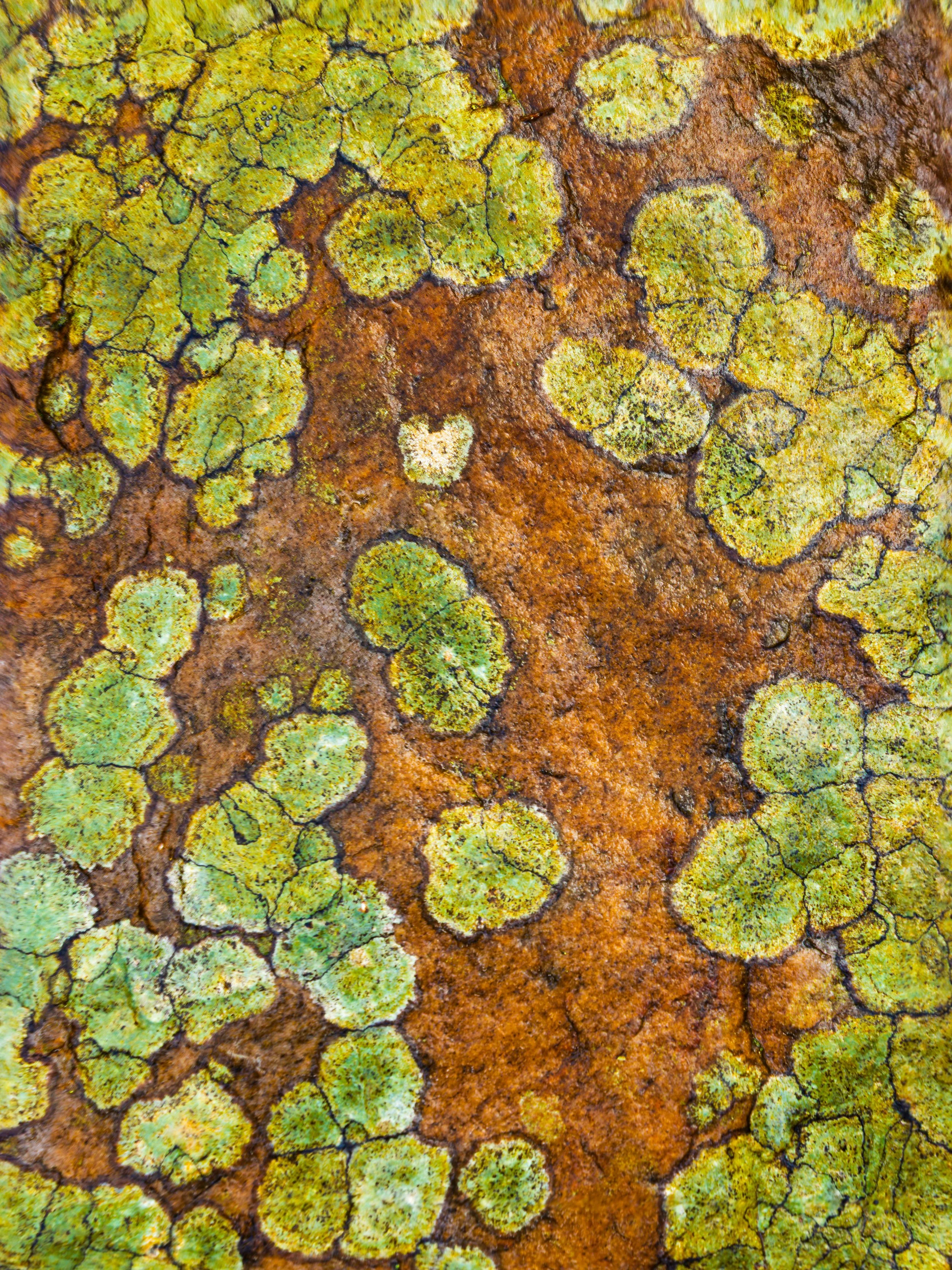 Close-up of yellow-green lichen growing on rusty brown metal surface.