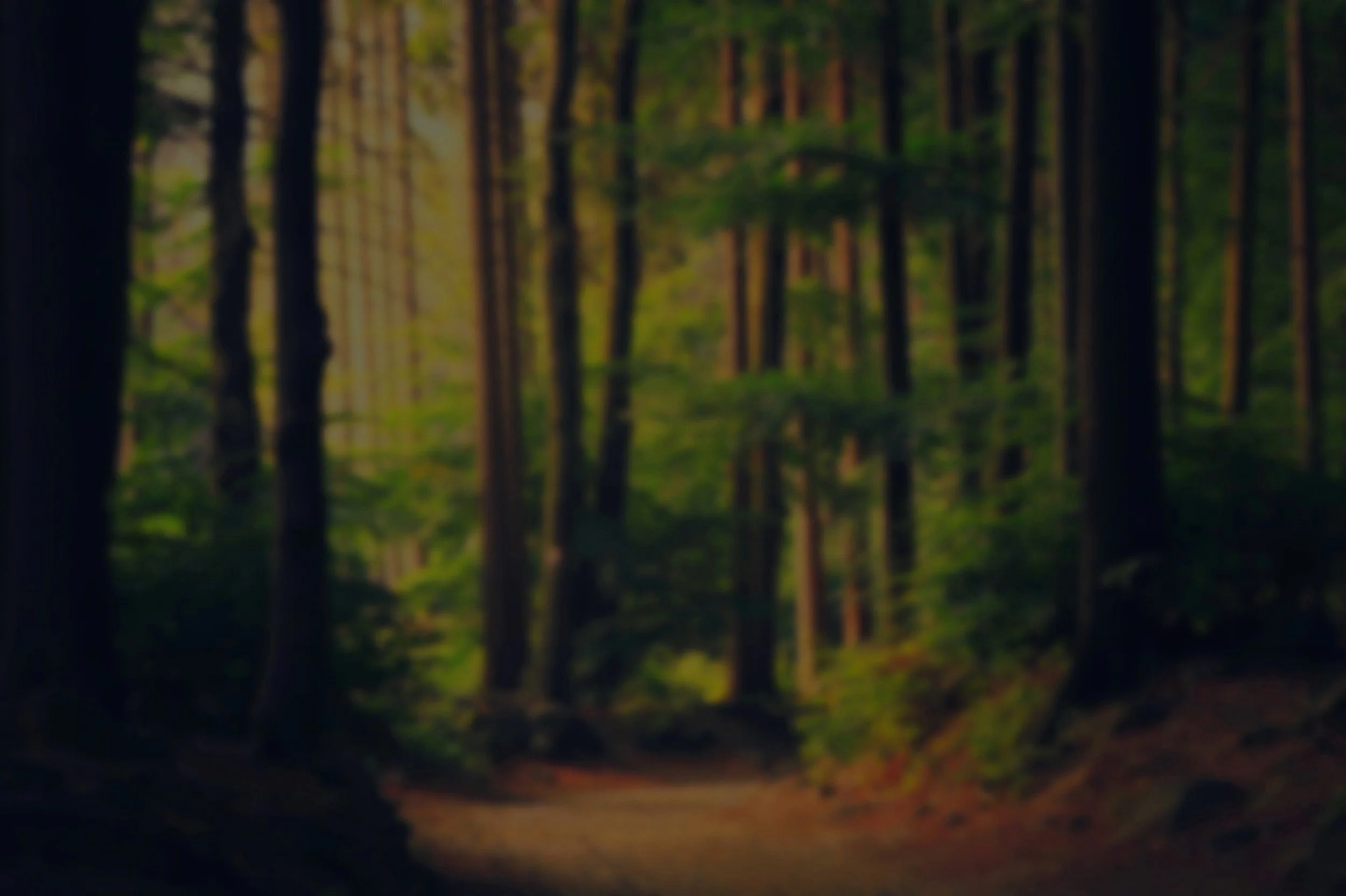 A blurred forest scene with tall trees and a dirt path.
