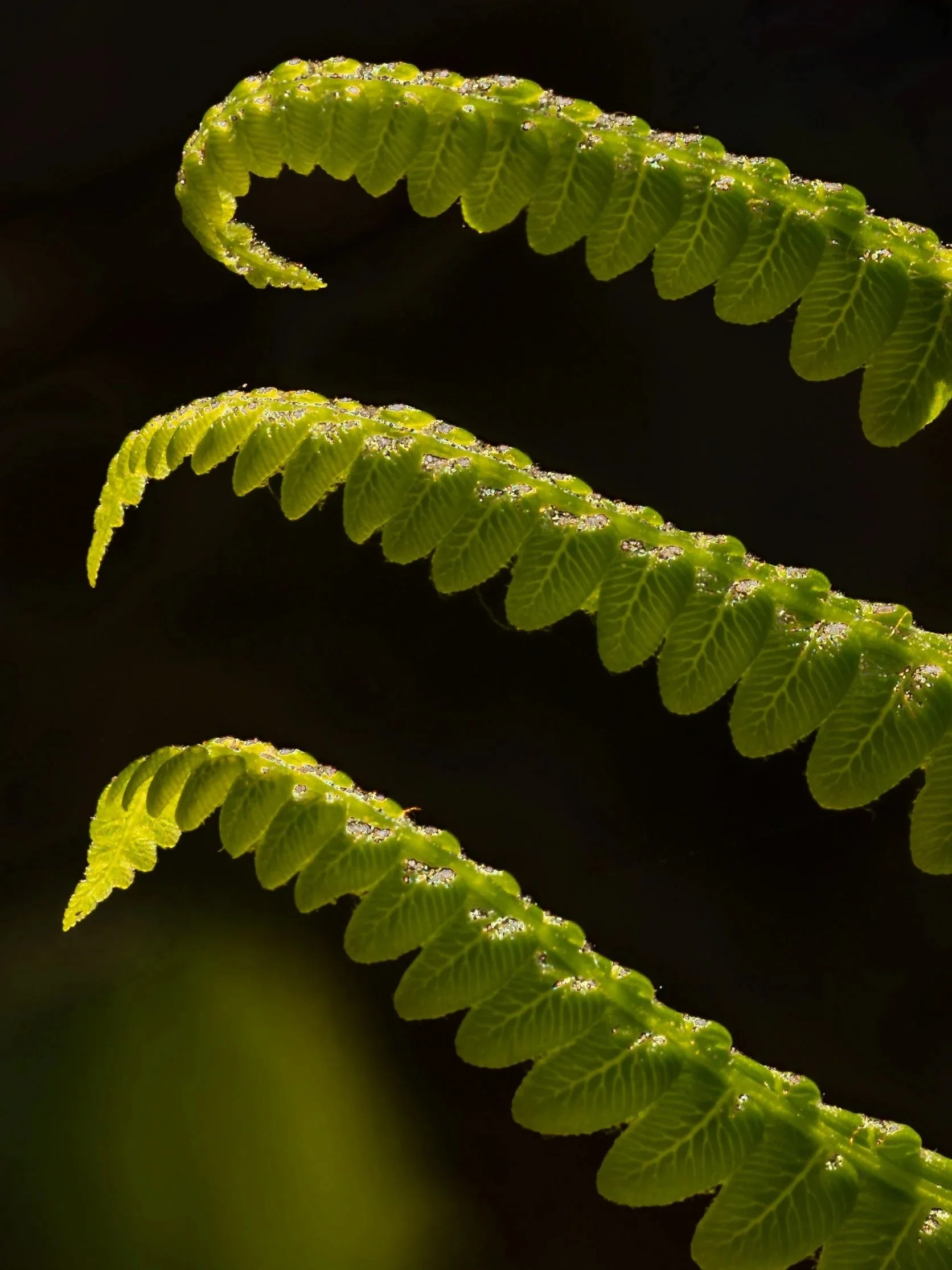 Close-up of three fern fronds with vibrant green leaves set against a dark background.