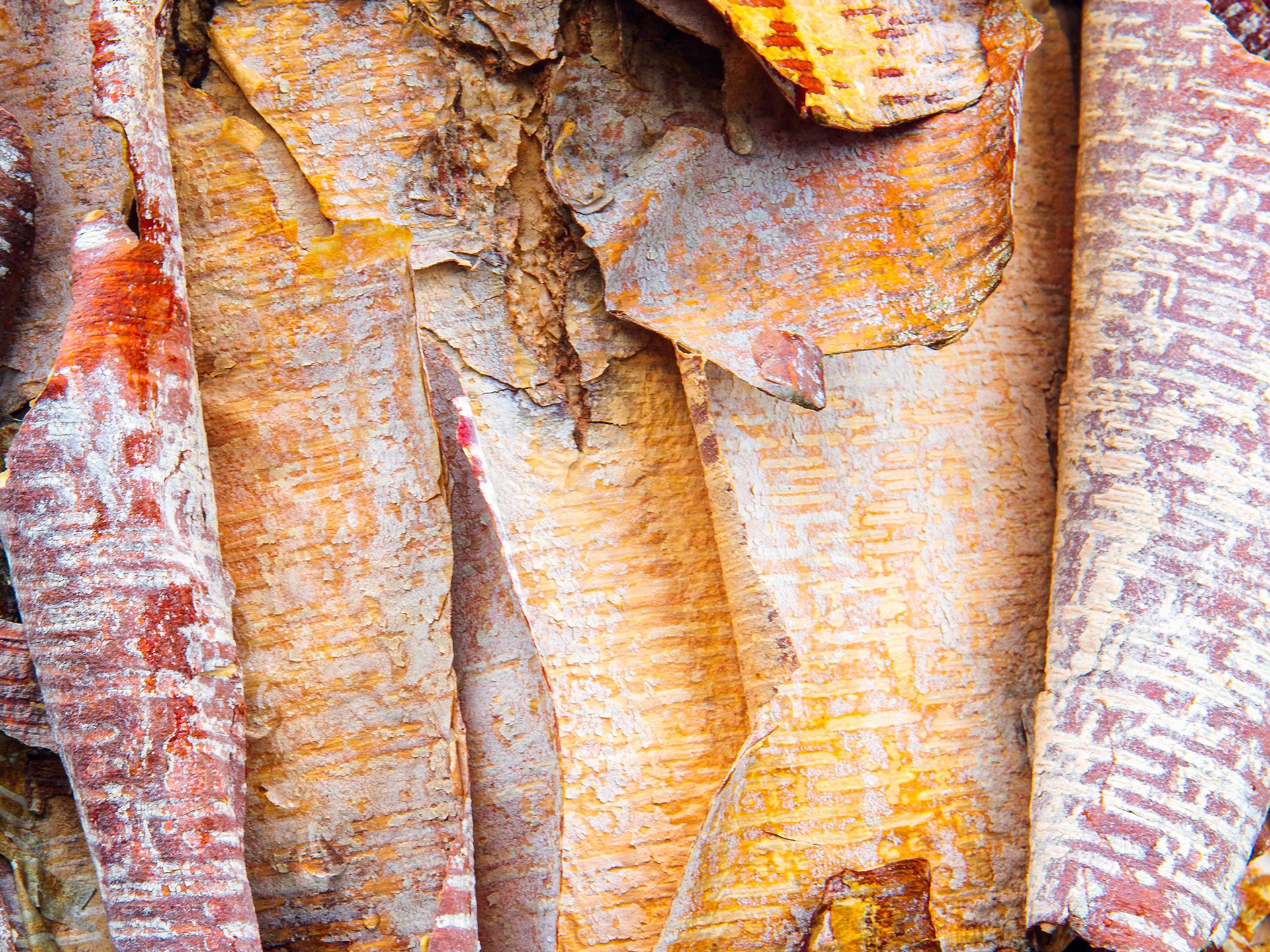 Close-up of peeling bark on a tree with various shades of orange, yellow, and rough textures.