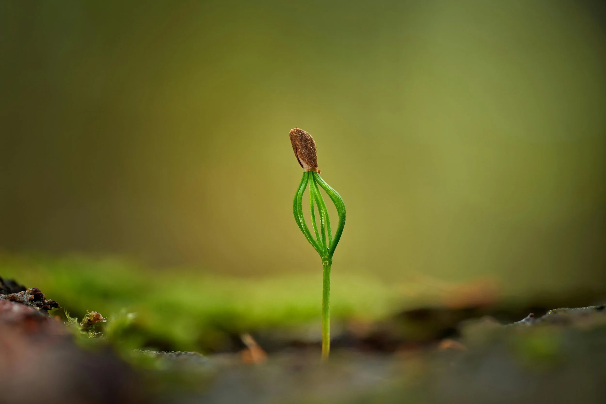 A young sprout with a green, intricate structure and a brown seed cap at the top, emerging from the soil.