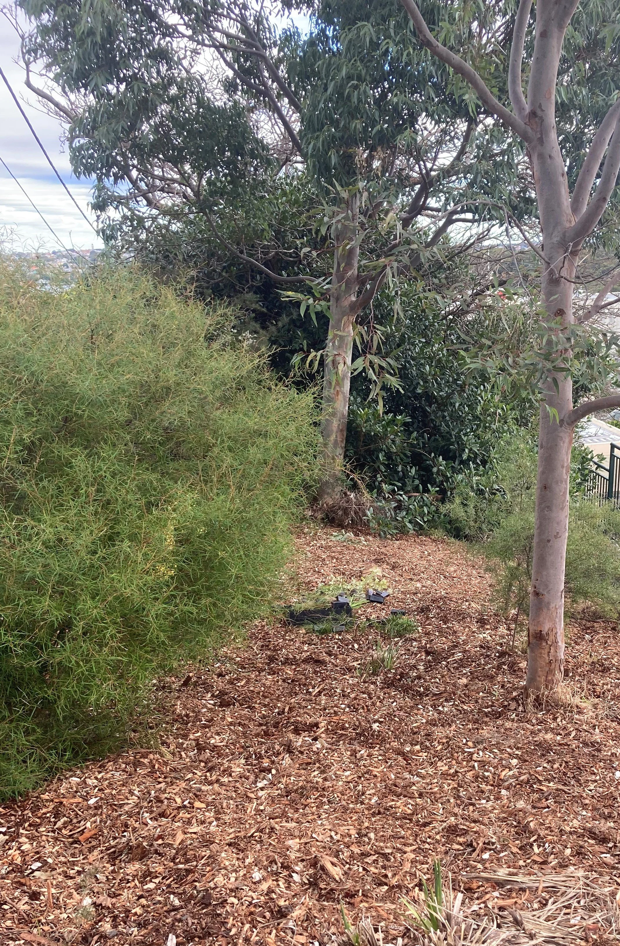 Mulching in Sydney: Why it Matters and How it Transforms Your Garden.