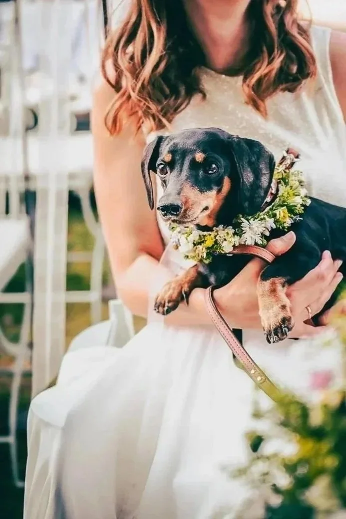 Ein Hund mit einer Blumenkette um den Hals, das Tier wird von einer Person im weißen Kleid gehalten, vermutlich bei einer Feier oder Hochzeit.