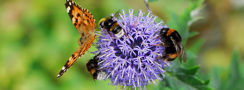 Butterfly and two bees on a purple flower with green background.