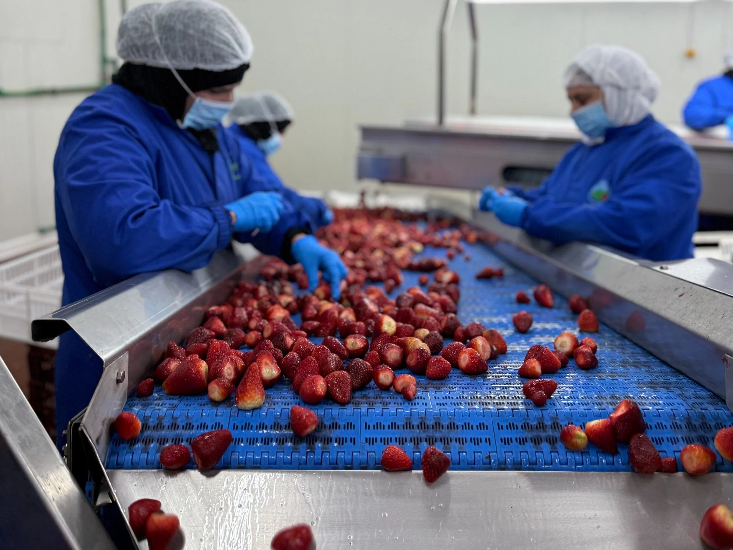 freeze dried production
