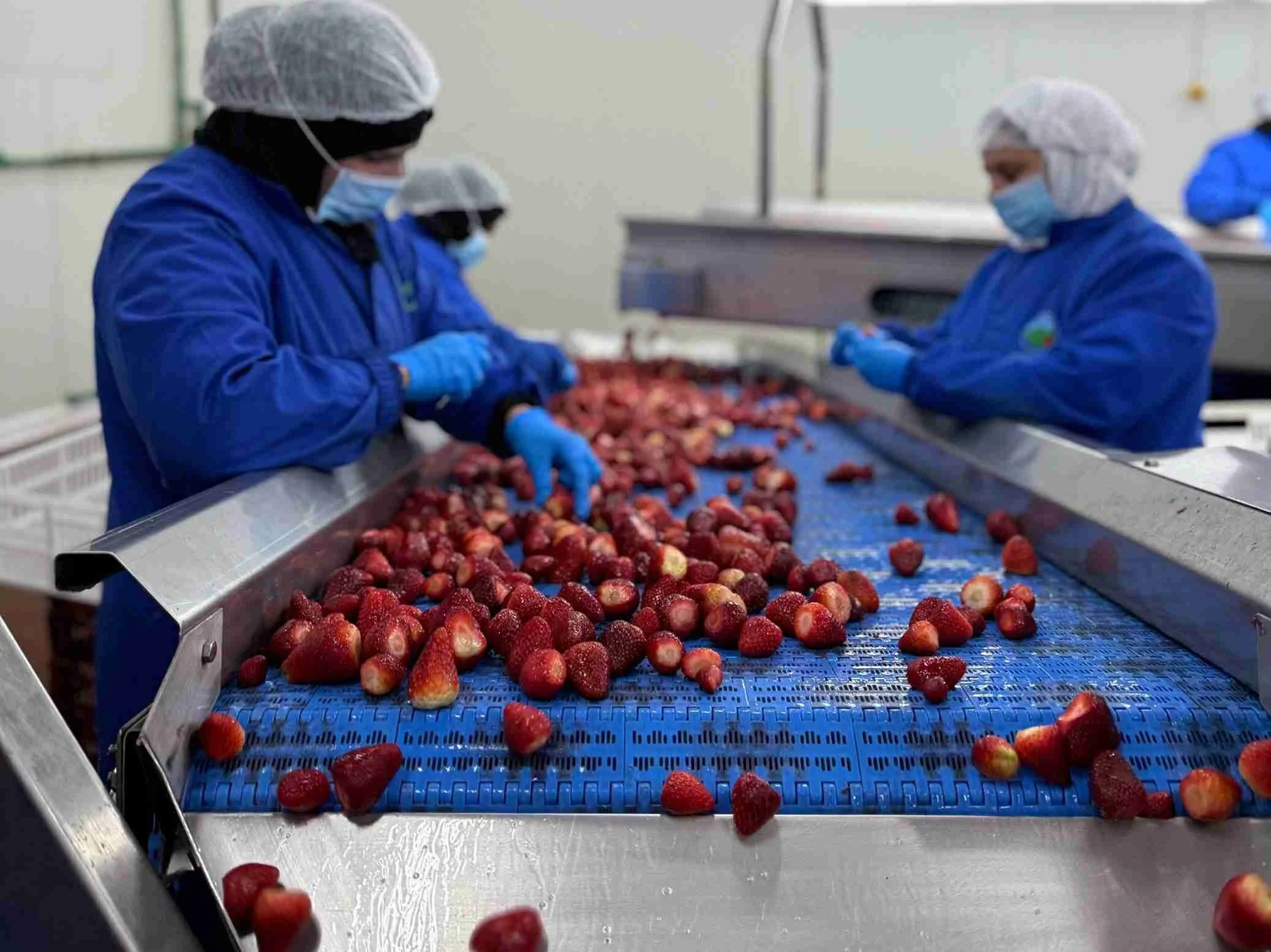 freeze dried production