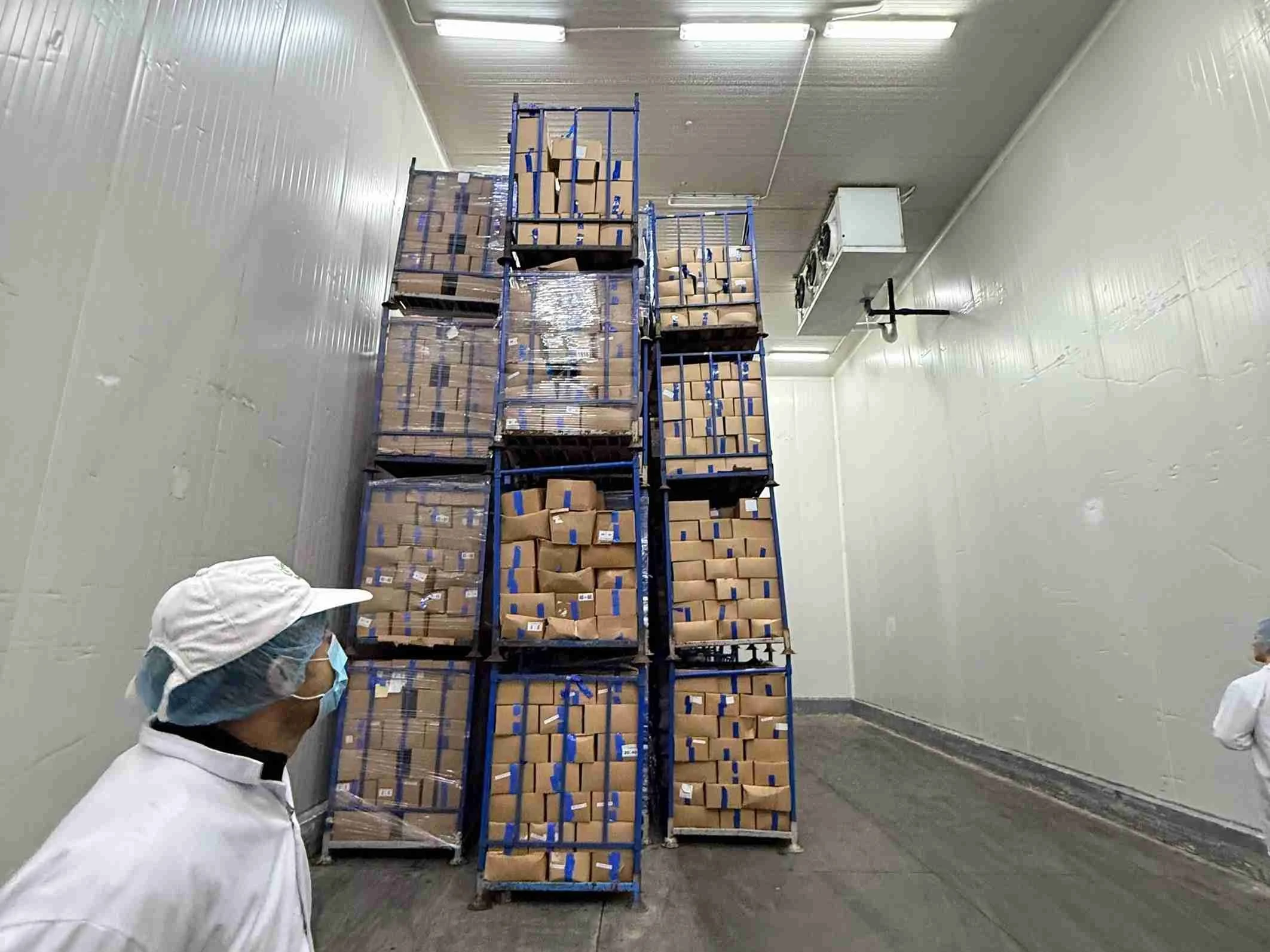 freeze dried production