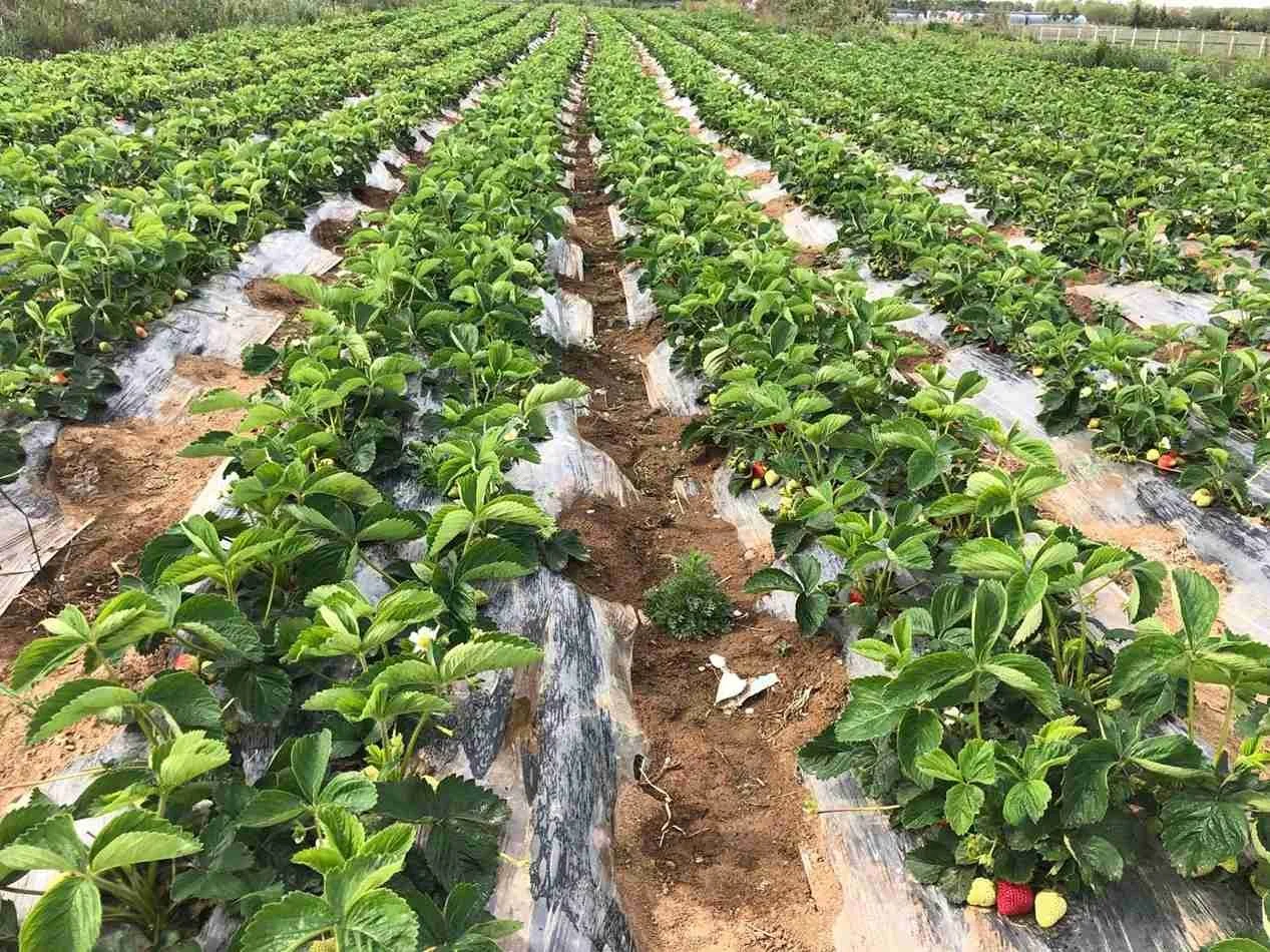 Freeze dried production 1 field