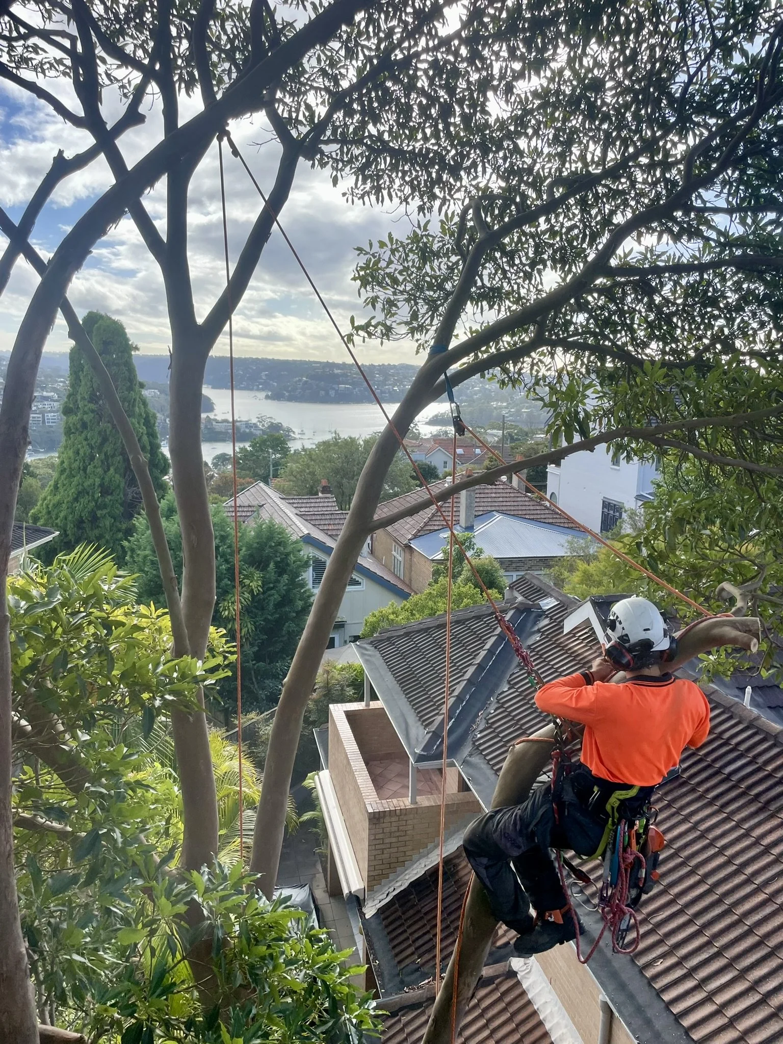 Tree Pruning