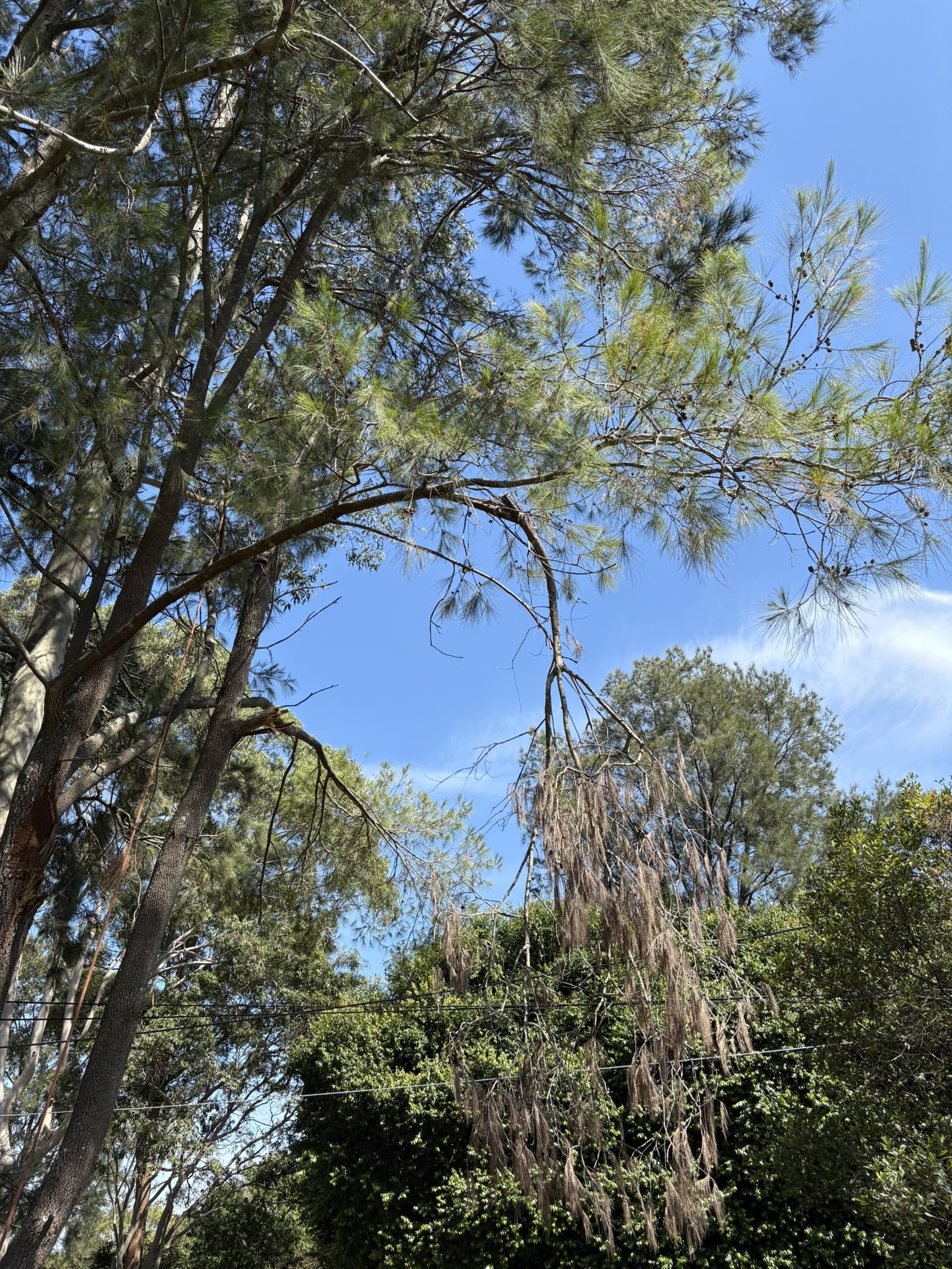 IMG_1995.JPEG