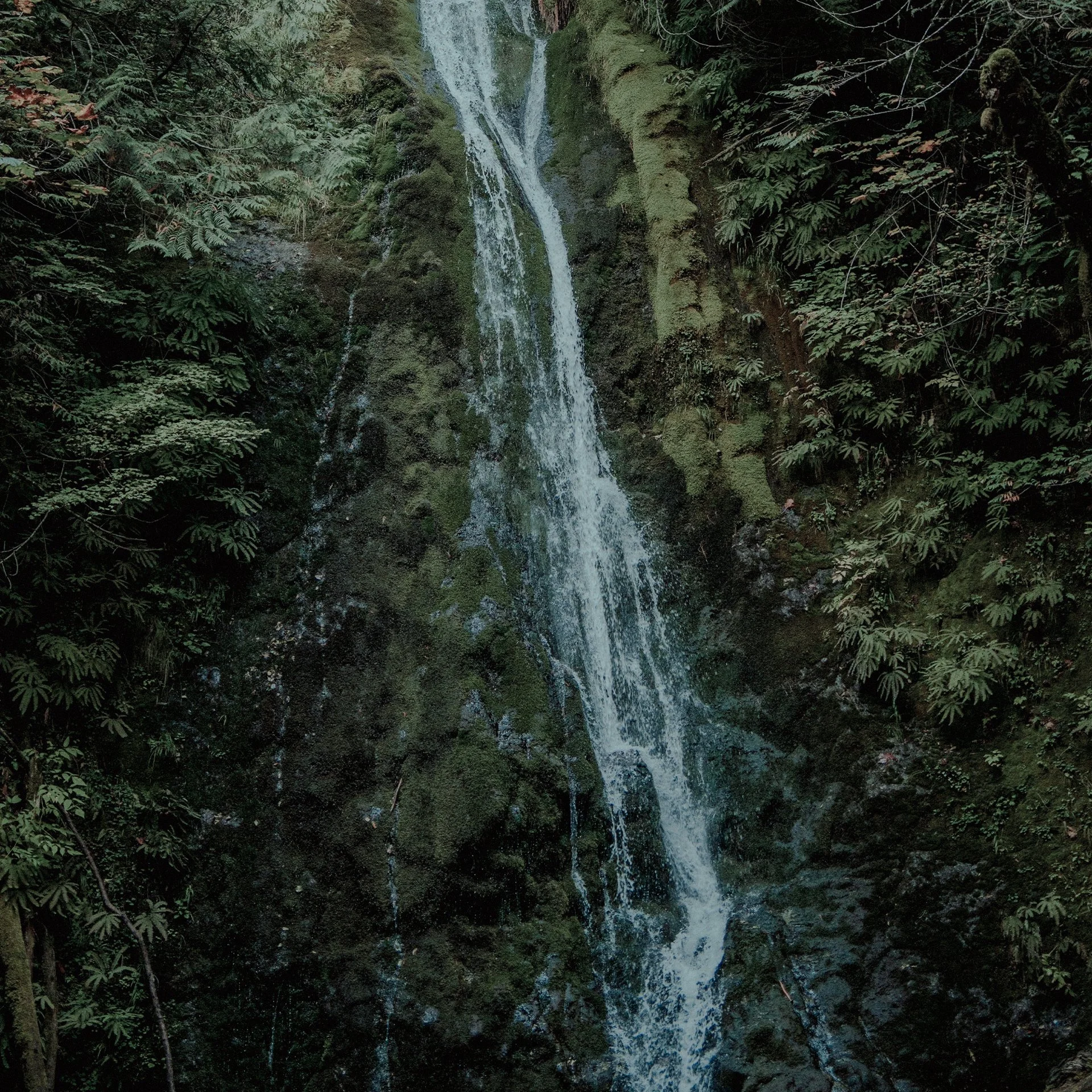 09.01-RAINFOREST SOUNDS & TEA.jpg